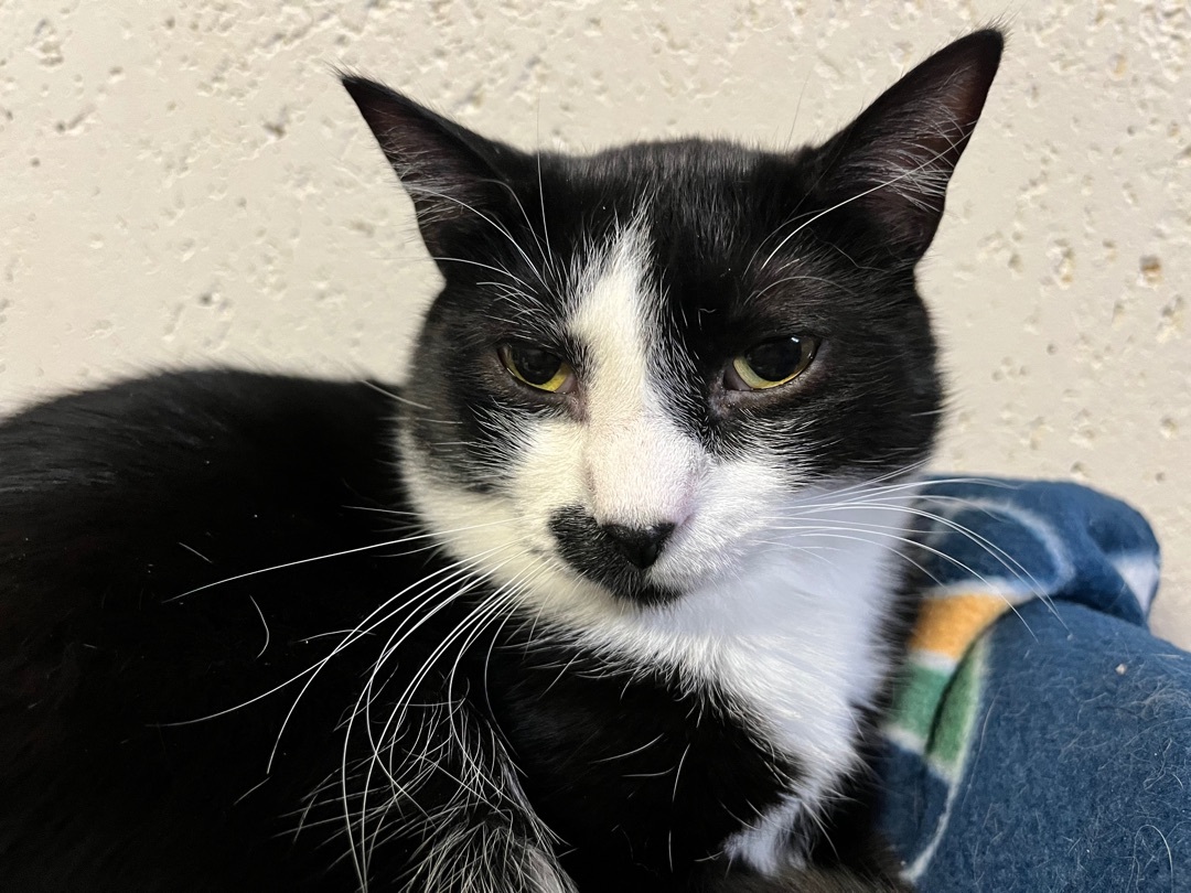 Taco Cat, a Adoptable Domestic Short Hair in St. George, UT image 4/12