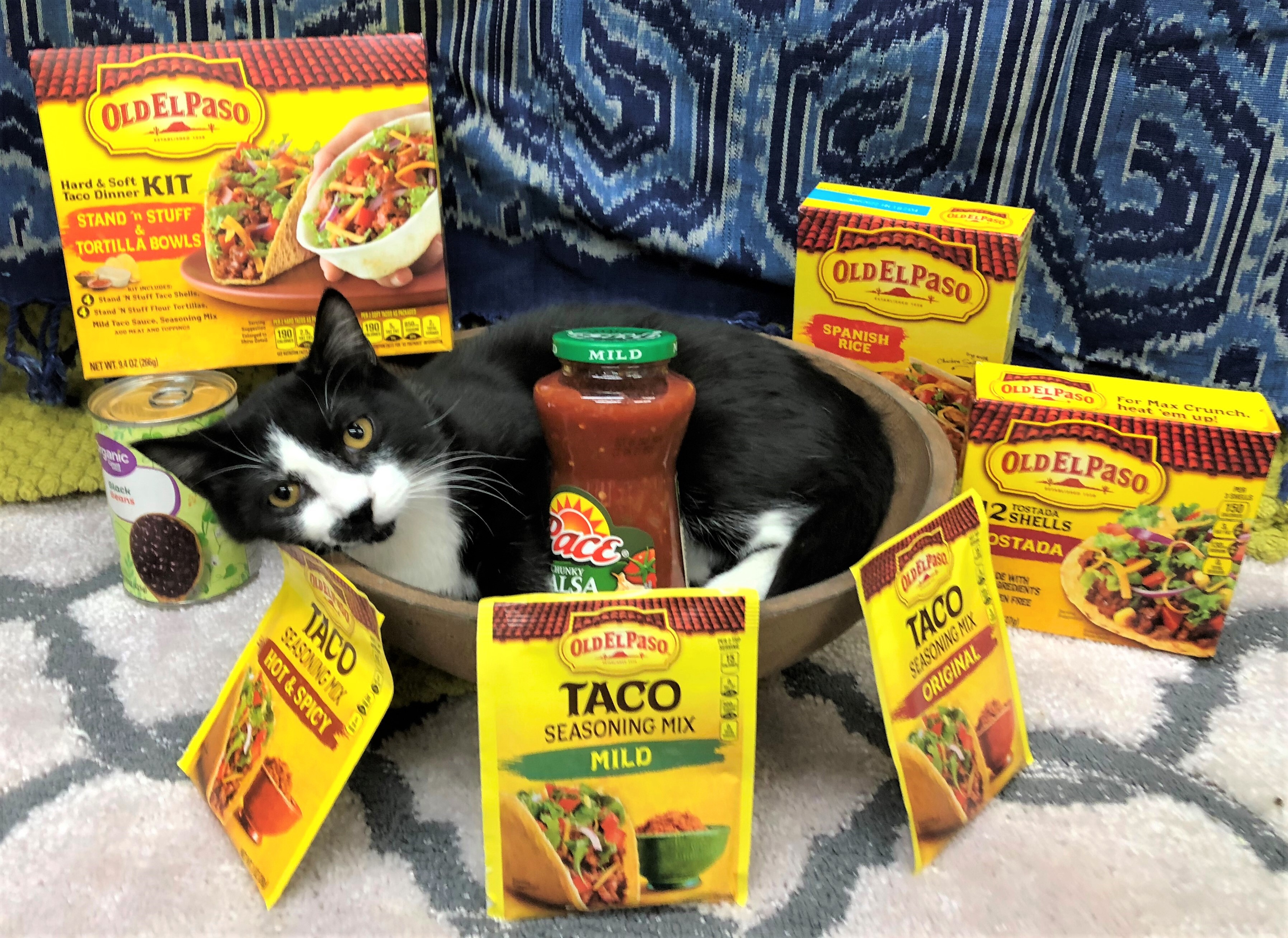 Taco Cat, a Adoptable Domestic Short Hair in St. George, UT image 5/12