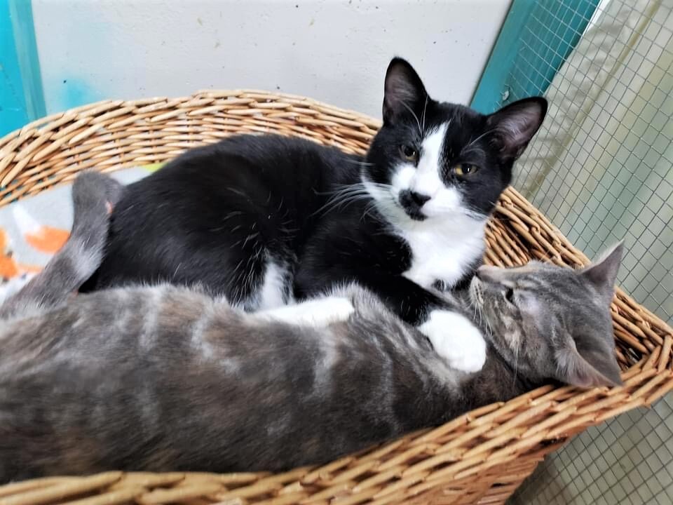 Taco Cat, a Adoptable Domestic Short Hair in St. George, UT image 6/12