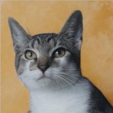 Enlarge Sugarbee, a Adoptable Tabby in Montclair, NJ image 2/2