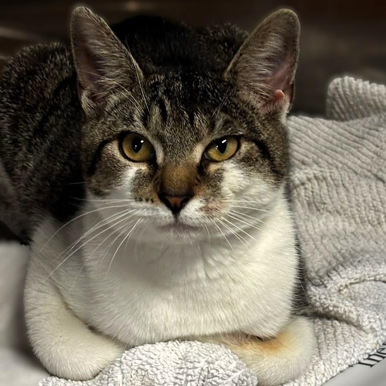 Sugarbee, Adoptable, Kitten Female Tabby.