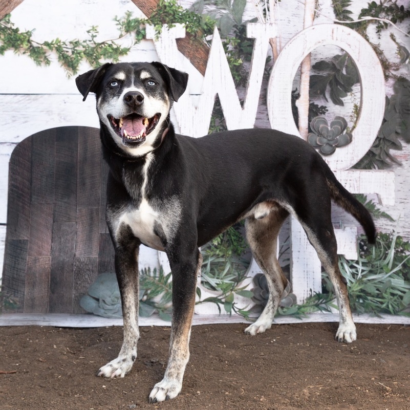 *Denver, Senior Male Australian Shepherd