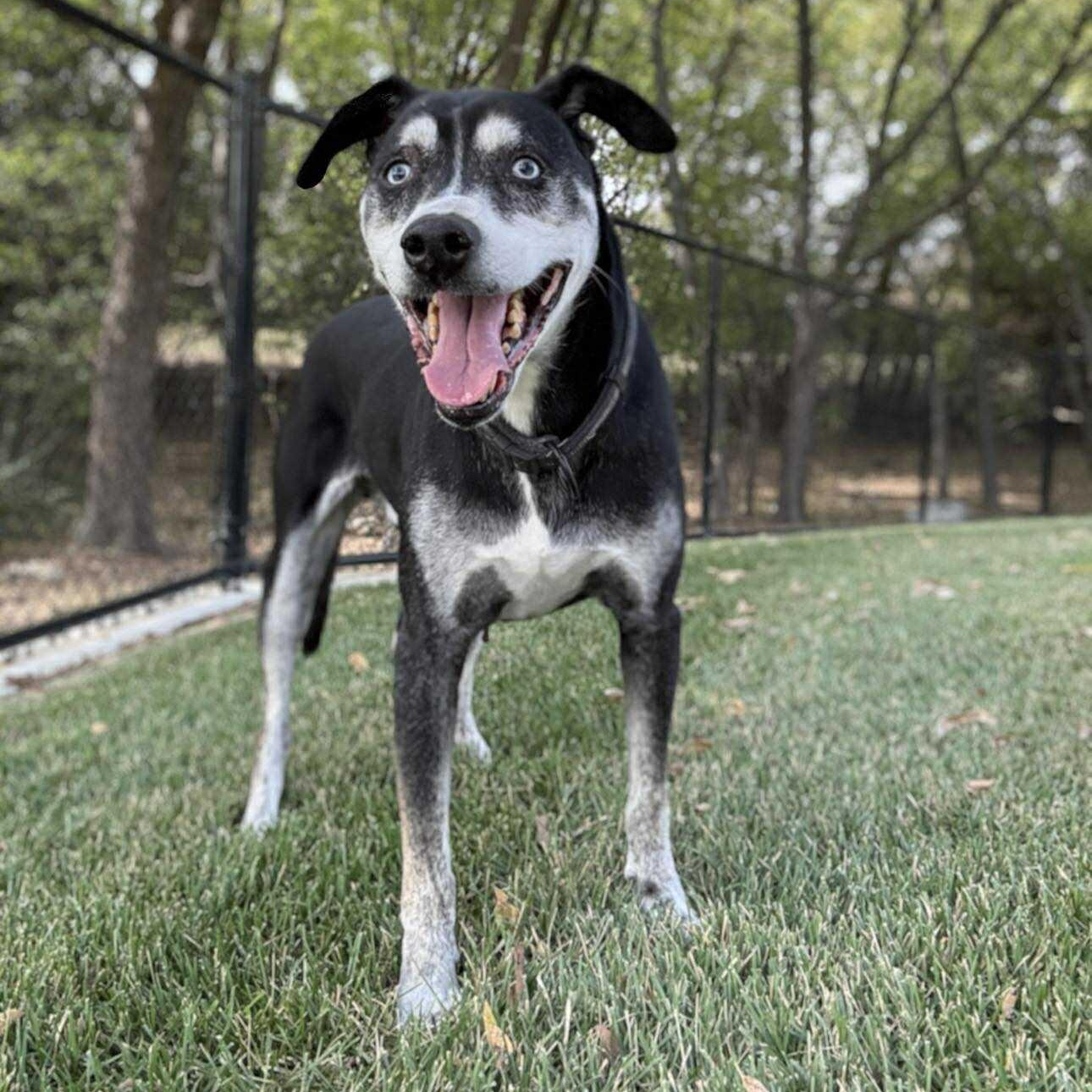 *Denver, Adoptable, Senior Male Australian Shepherd.