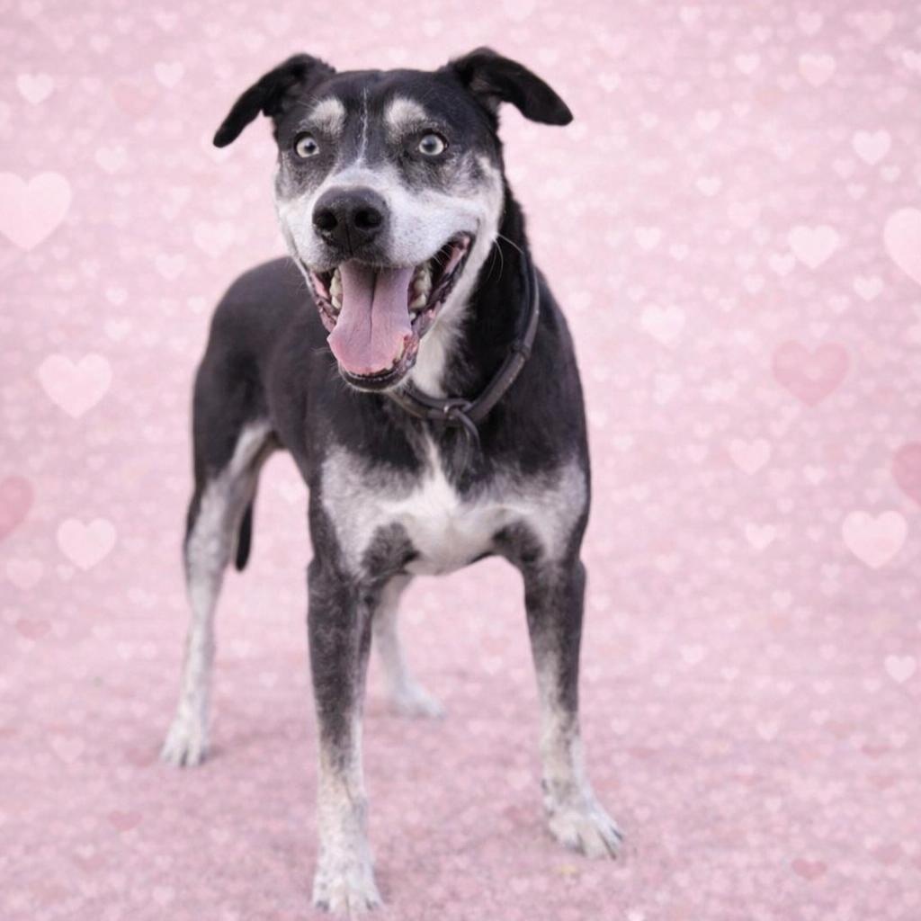 *Denver, Adoptable, Senior Male Australian Shepherd.