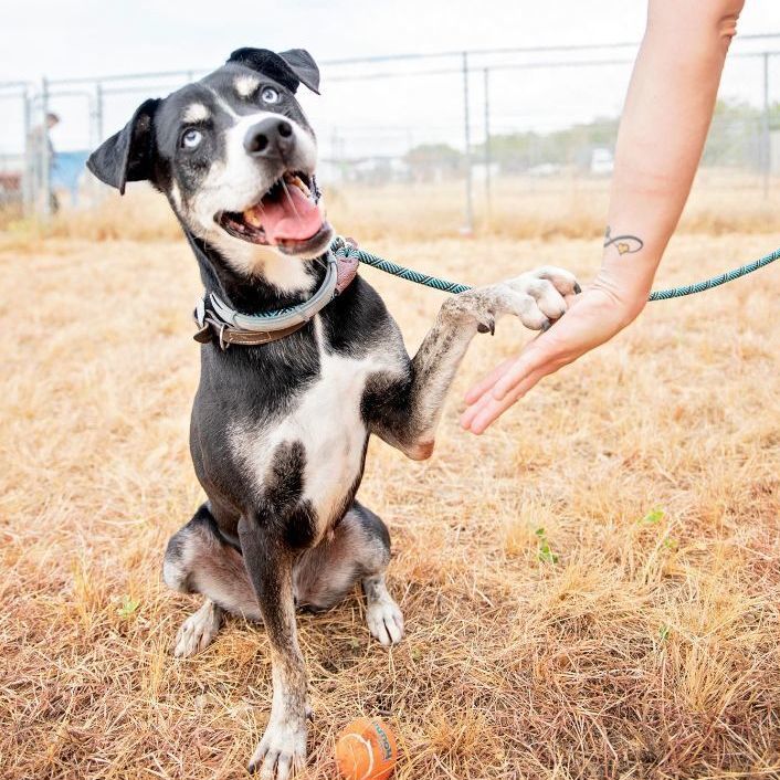 Enlarge *Denver, a Adoptable mixed breed in Justin, TX image 5/6