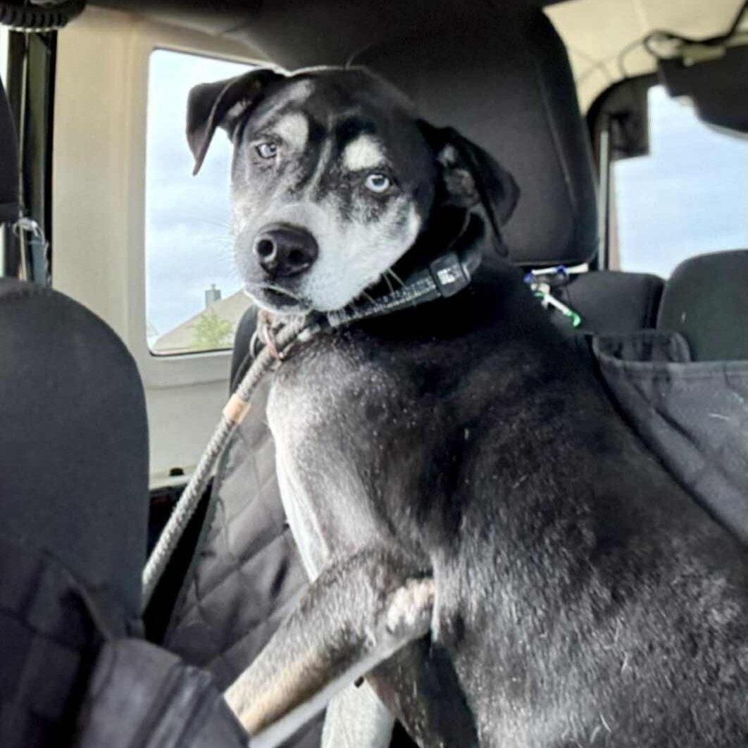 Enlarge *Denver, a Adoptable mixed breed in Justin, TX image 3/6