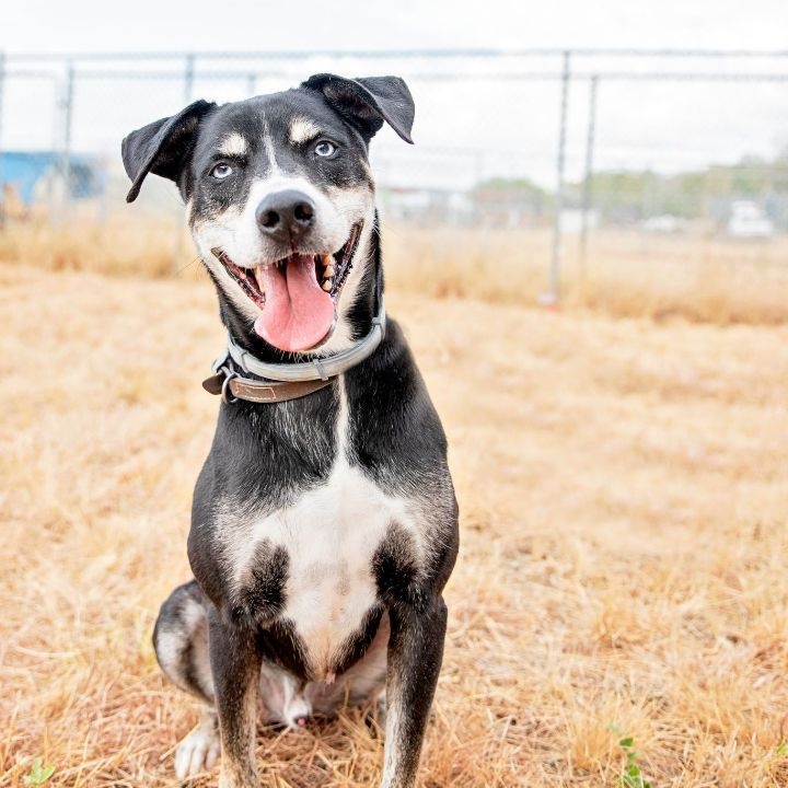 Enlarge *Denver, a Adoptable mixed breed in Justin, TX image 6/6