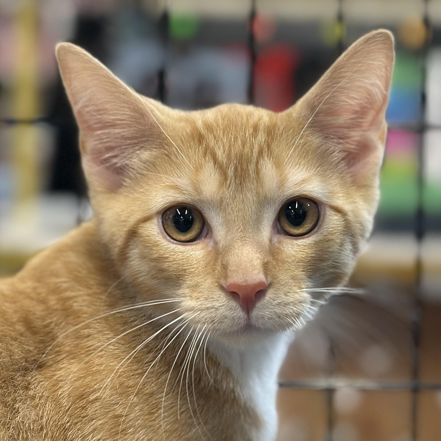 Bourke, Adoptable, Kitten Male Domestic Short Hair.