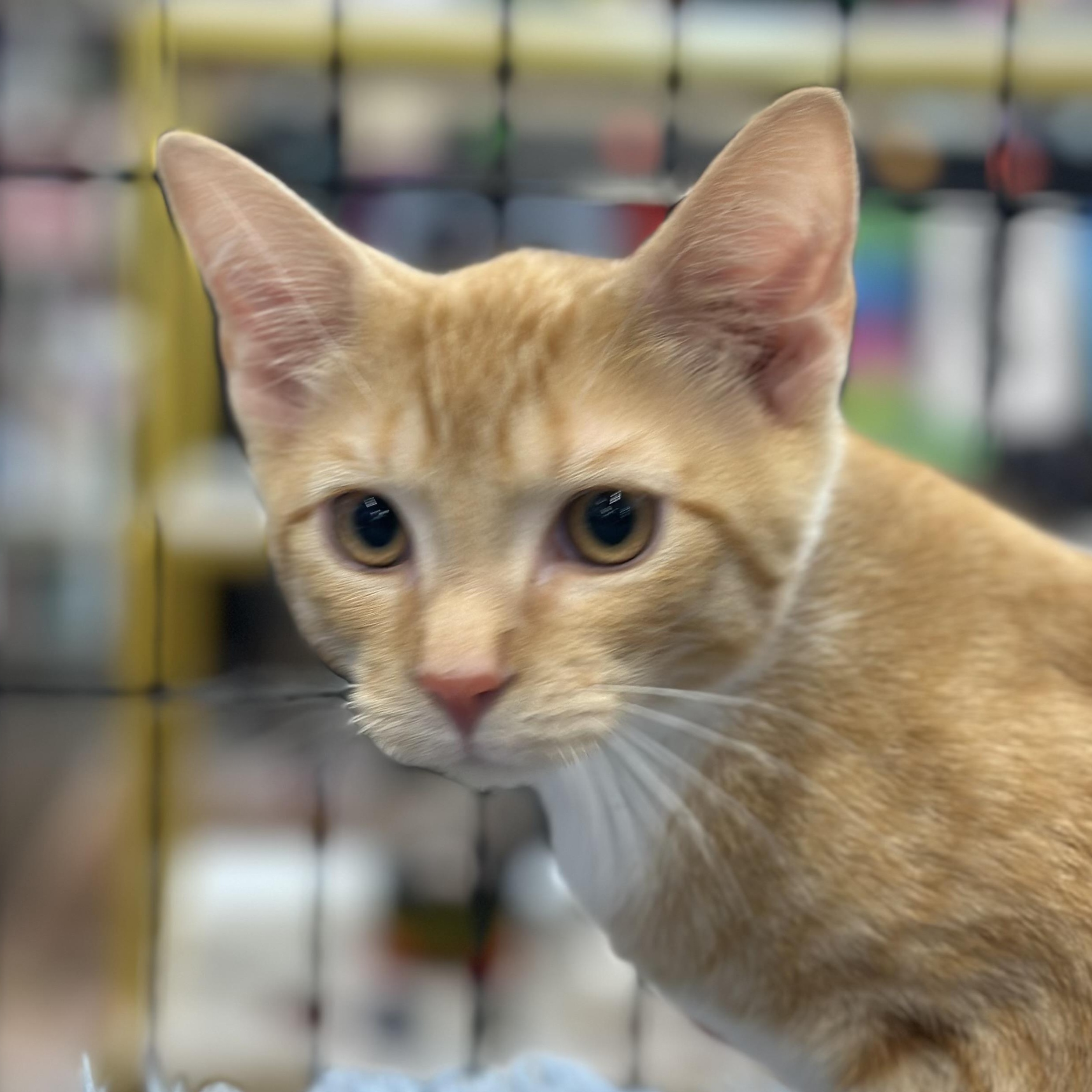 Bourke, a Adoptable mixed breed in Richmond, VA image 3/4
