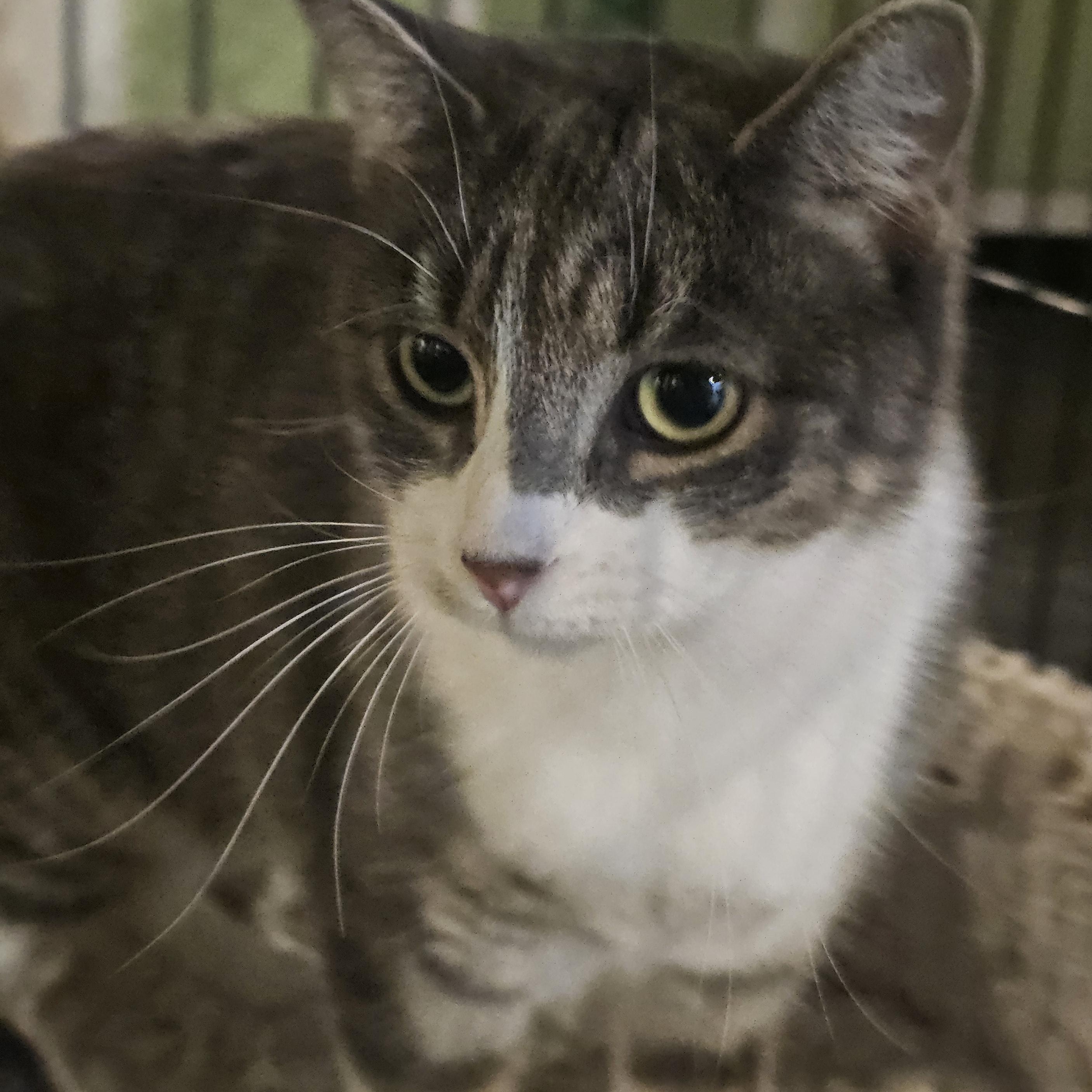 Darla, an adoptable Domestic Short Hair in Saint Cloud, MN, 56301 | Photo Image 5