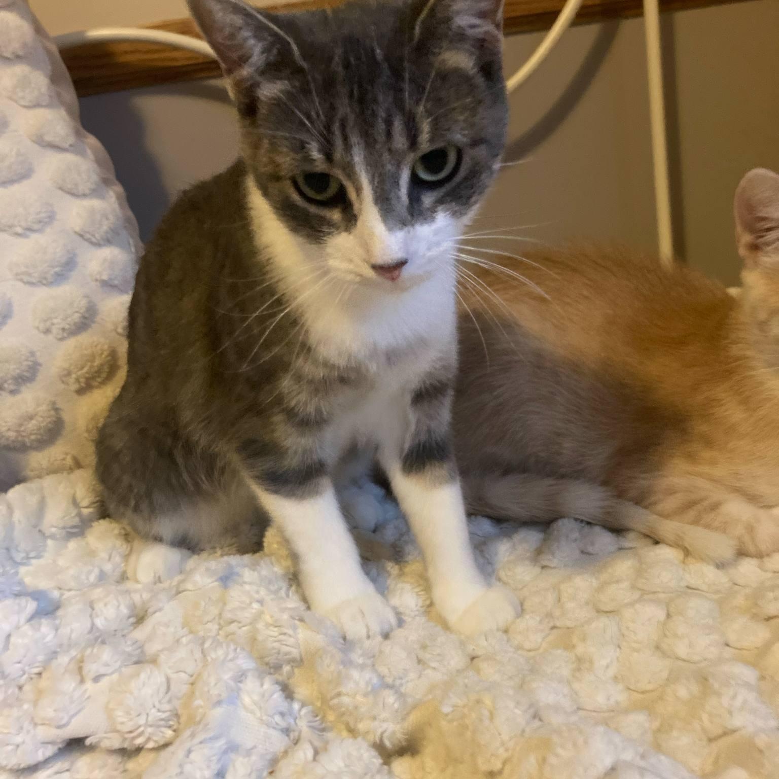 Darla, an adoptable Domestic Short Hair in Saint Cloud, MN, 56301 | Photo Image 7