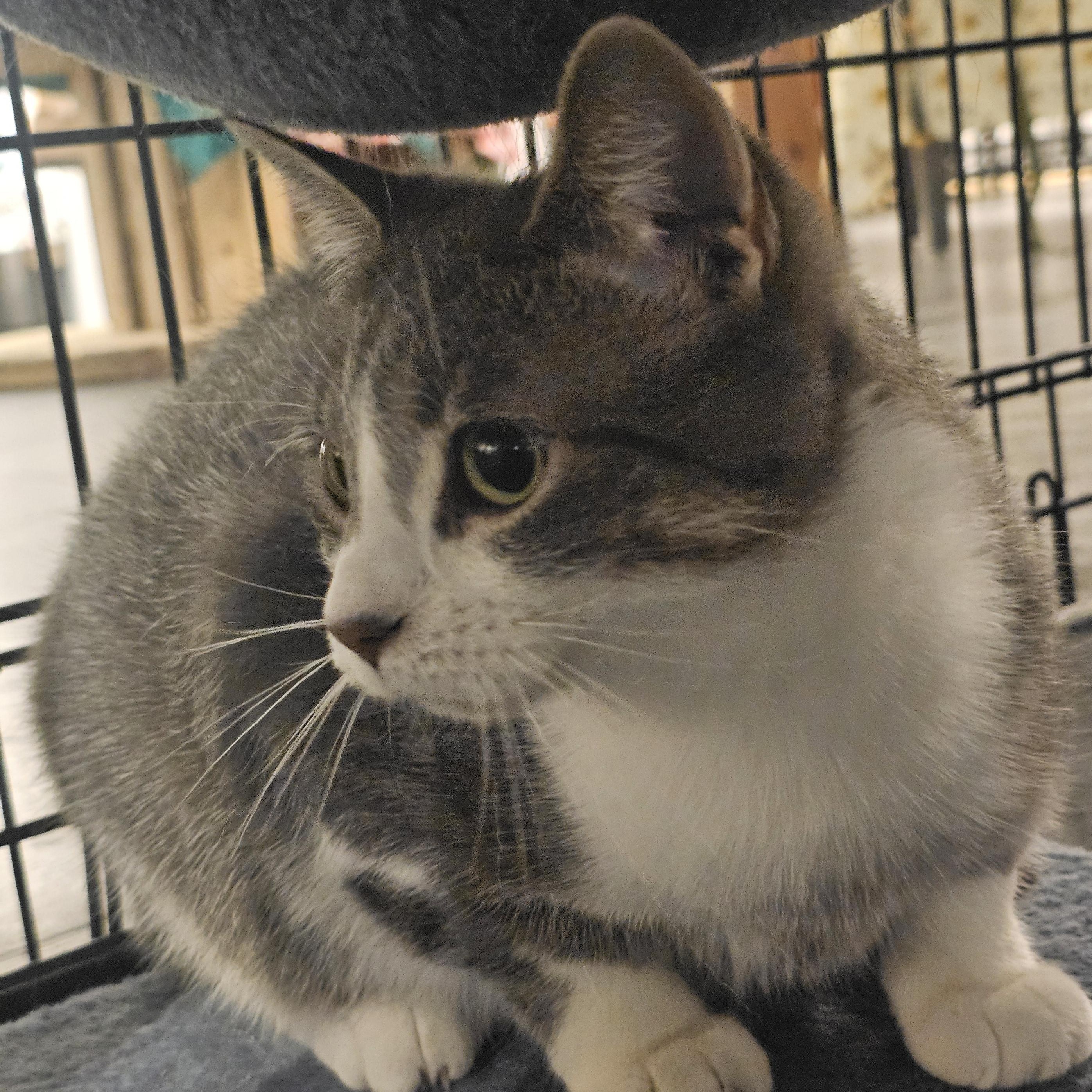 Darla, an adoptable Domestic Short Hair in Saint Cloud, MN, 56301 | Photo Image 3