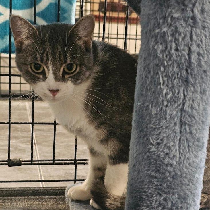 Darla, an adoptable Domestic Short Hair in Saint Cloud, MN, 56301 | Photo Image 1