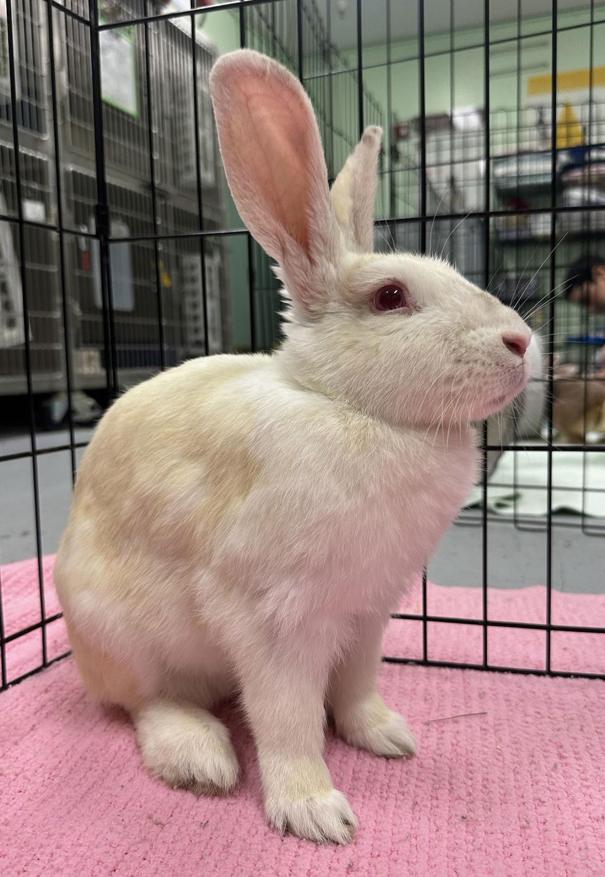 Enlarge Ophelia, a Adoptable American in Oakland, CA image 1/2