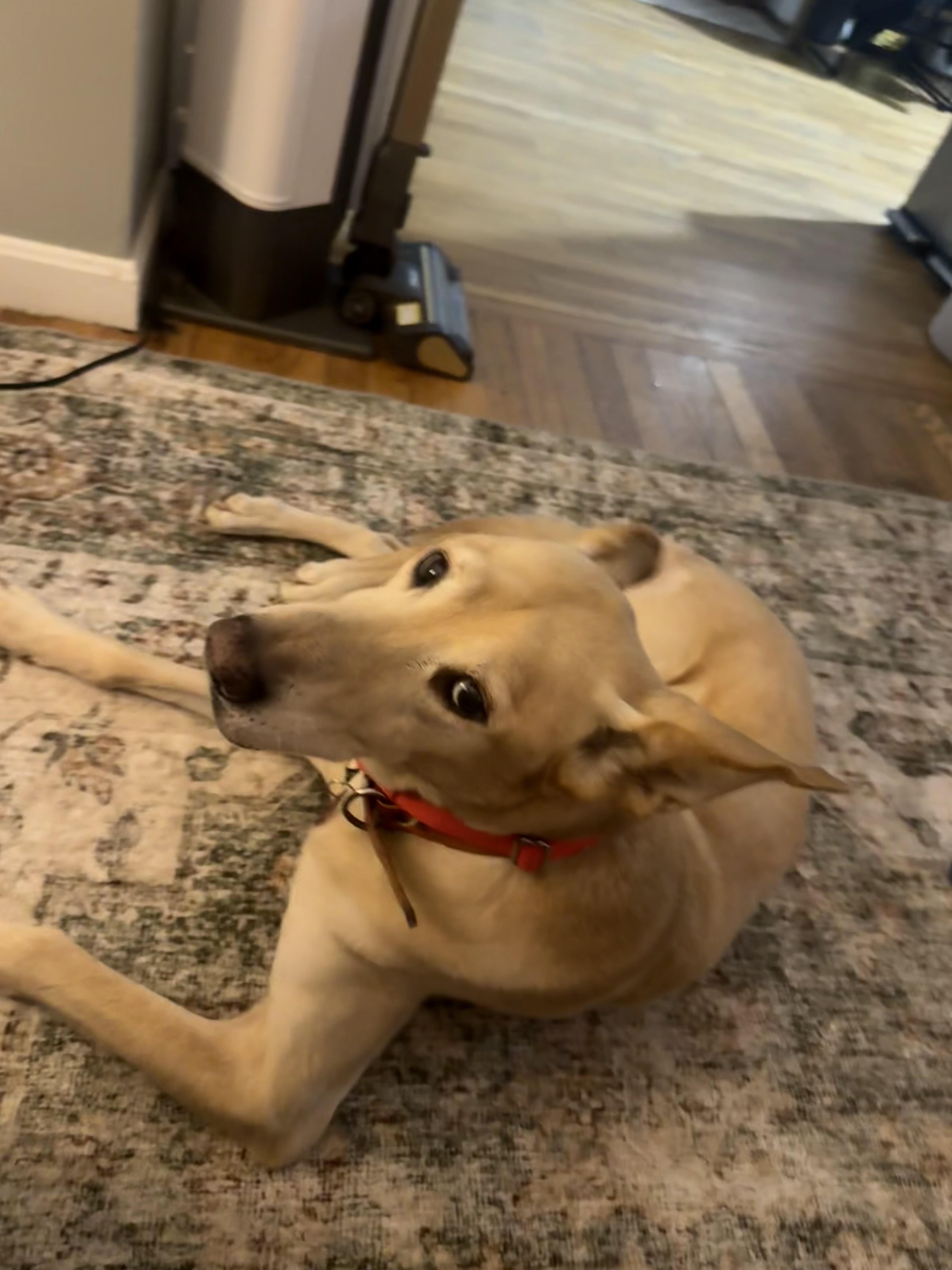 Enlarge Duke - COME MEET, a Adoptable mixed breed in Medfield, MA image 5/6