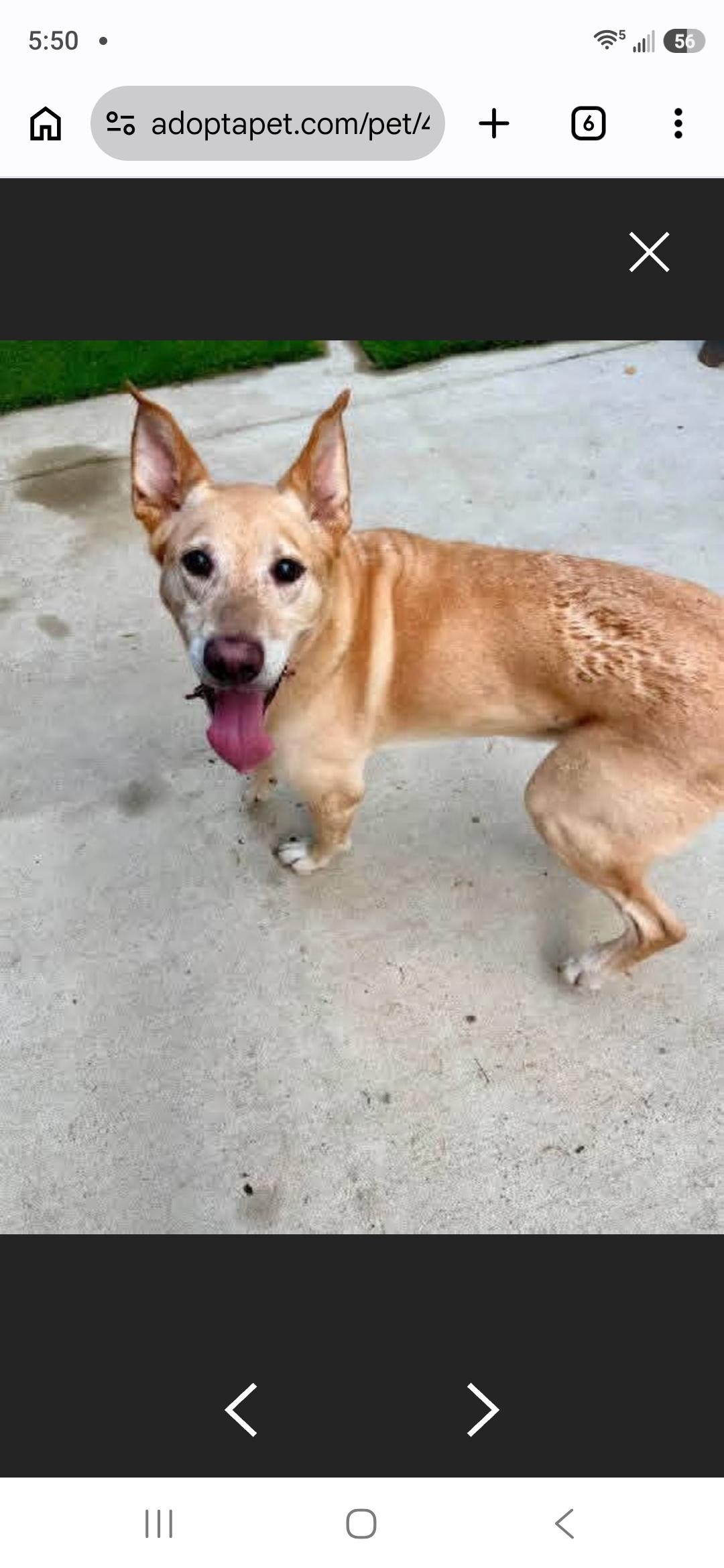Enlarge Duke - COME MEET, a Adoptable mixed breed in Medfield, MA image 3/6