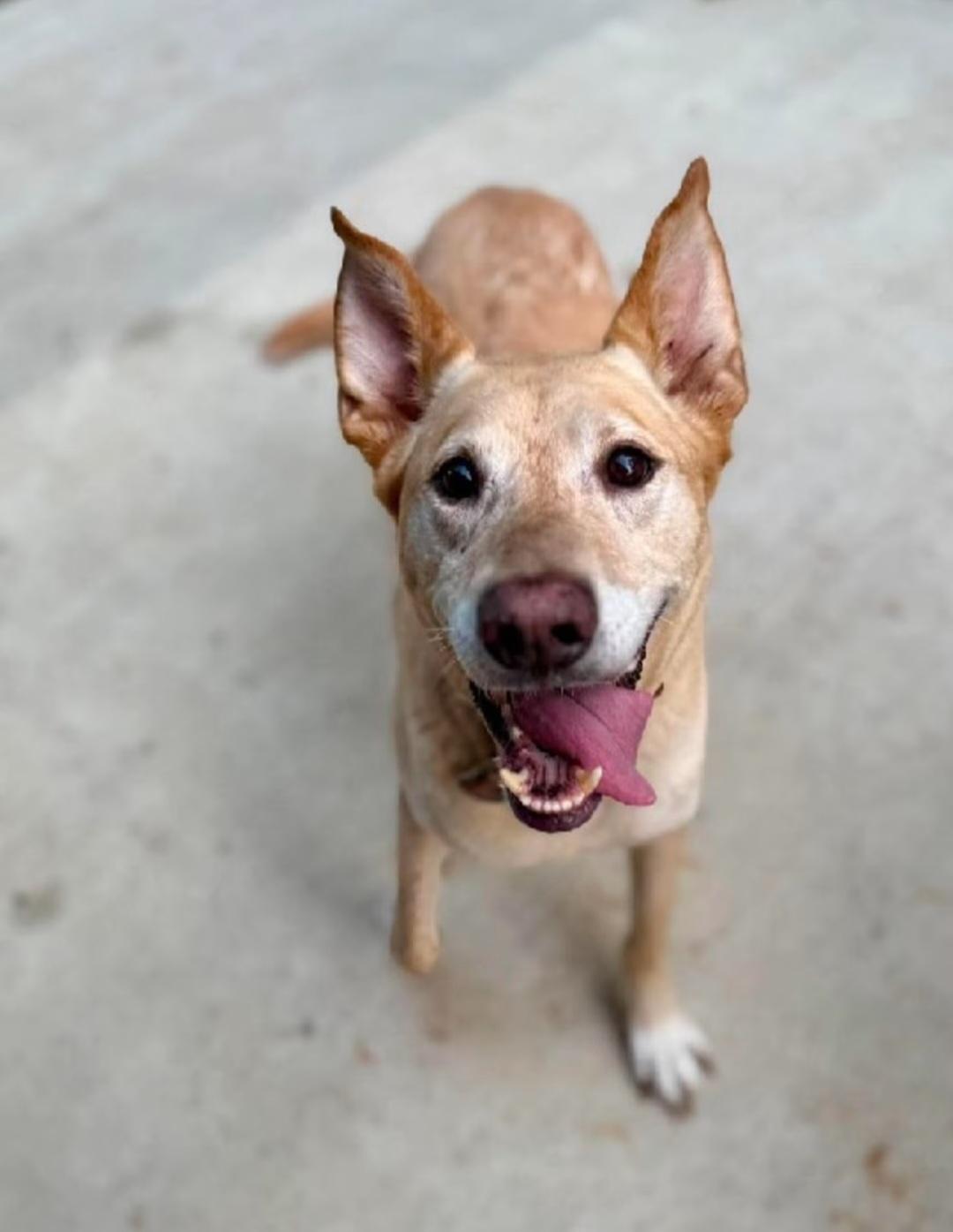 Duke - COME MEET 10/19, Adoptable, Senior Male Labrador Retriever & Carolina Dog.