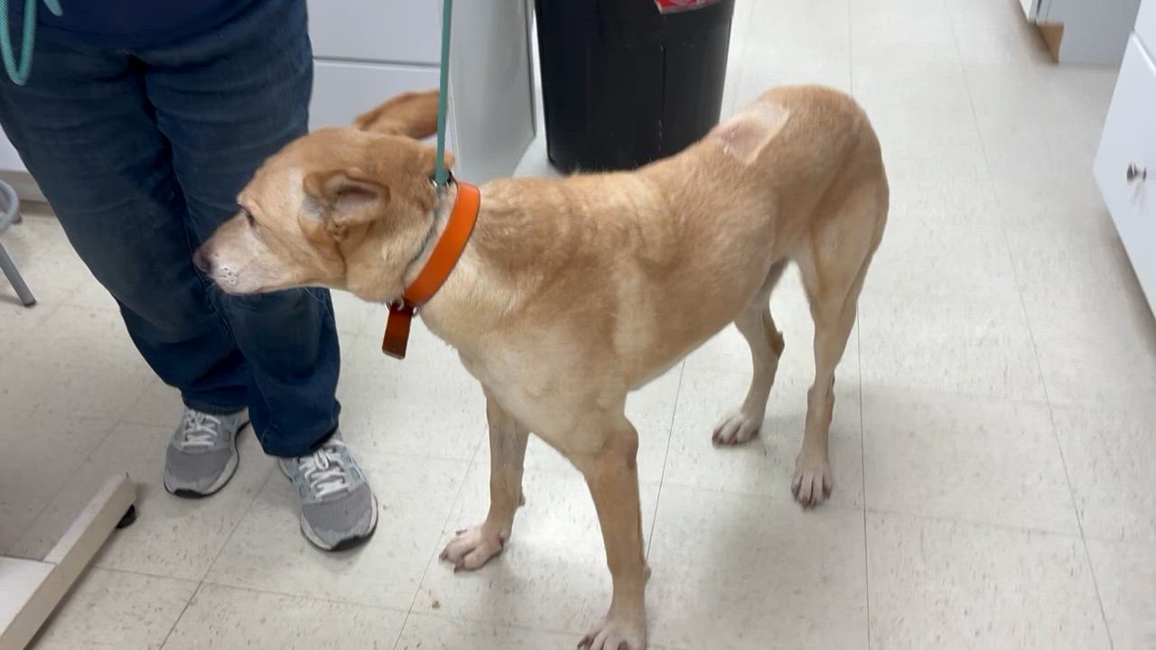 Enlarge Duke - COME MEET, a Adoptable mixed breed in Medfield, MA video 6/6