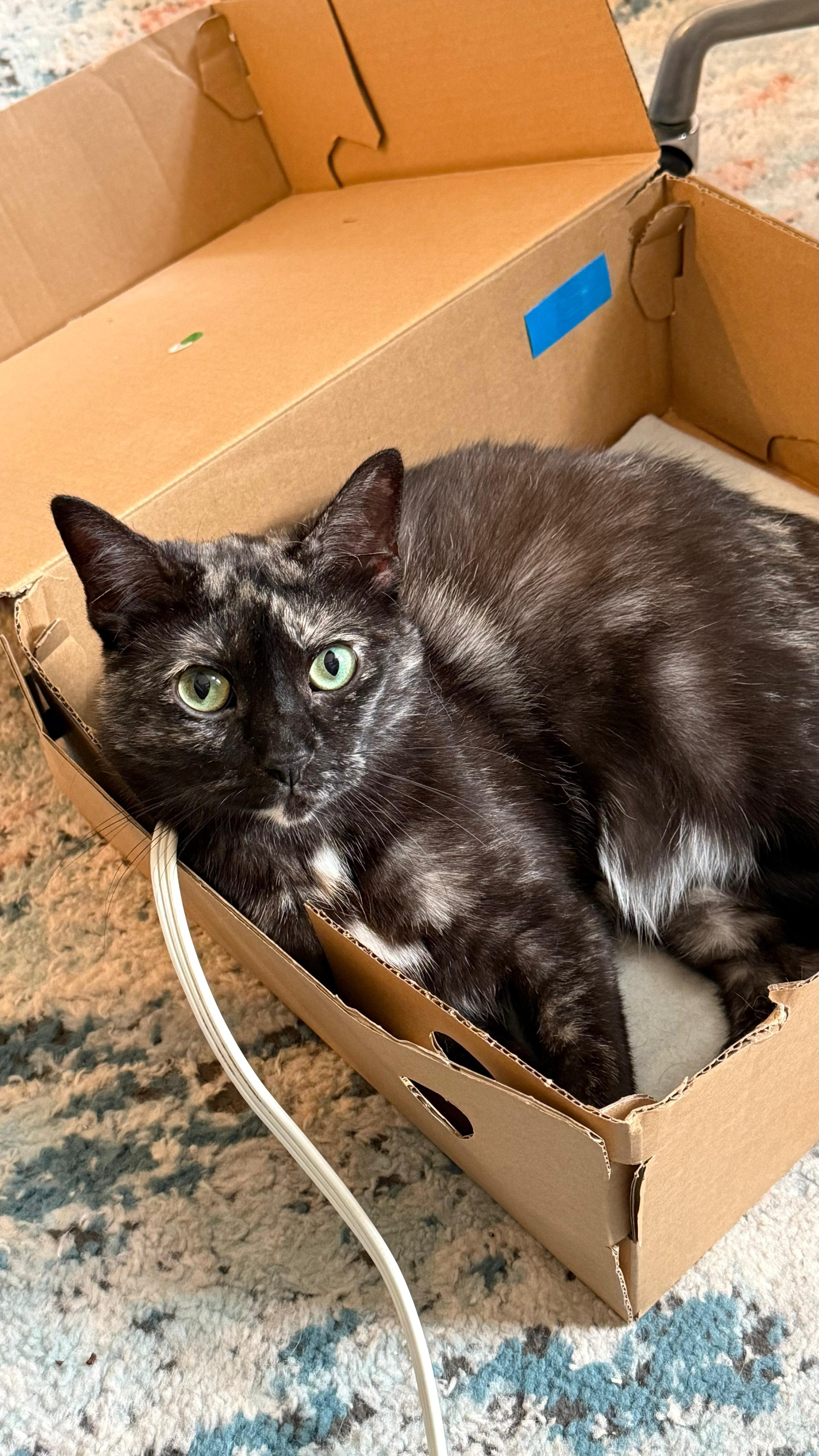 Enlarge Corvette , a ADOPTABLE Domestic Short Hair in Brooklyn, NY image 2/2