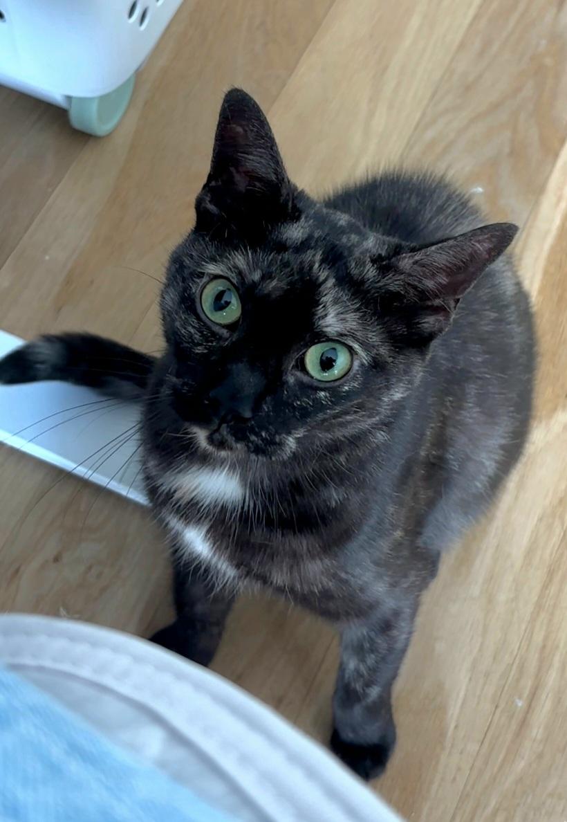 Corvette , ADOPTABLE, Young Female Domestic Short Hair.