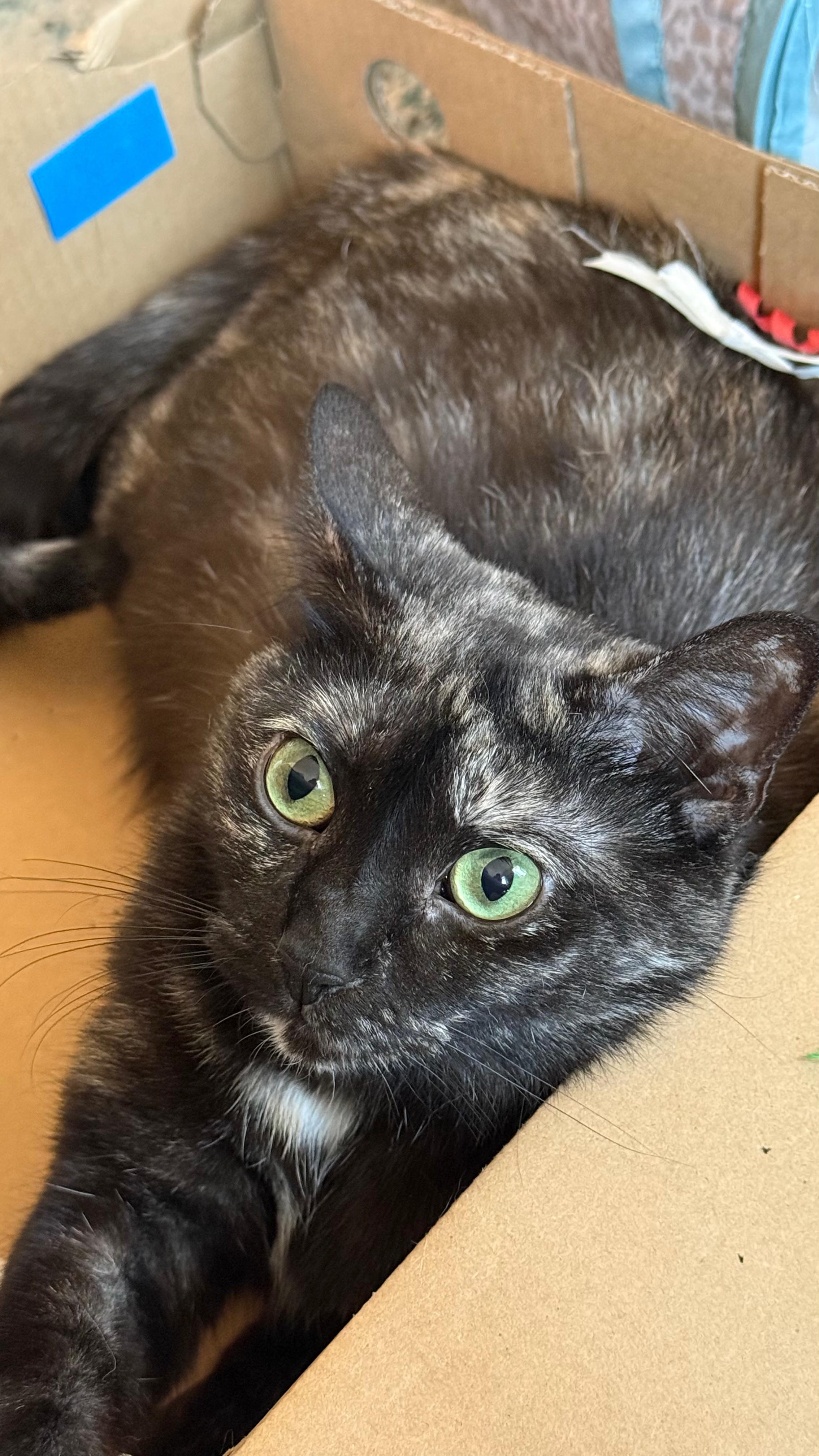 Enlarge Corvette , a ADOPTABLE Domestic Short Hair in Brooklyn, NY image 1/2