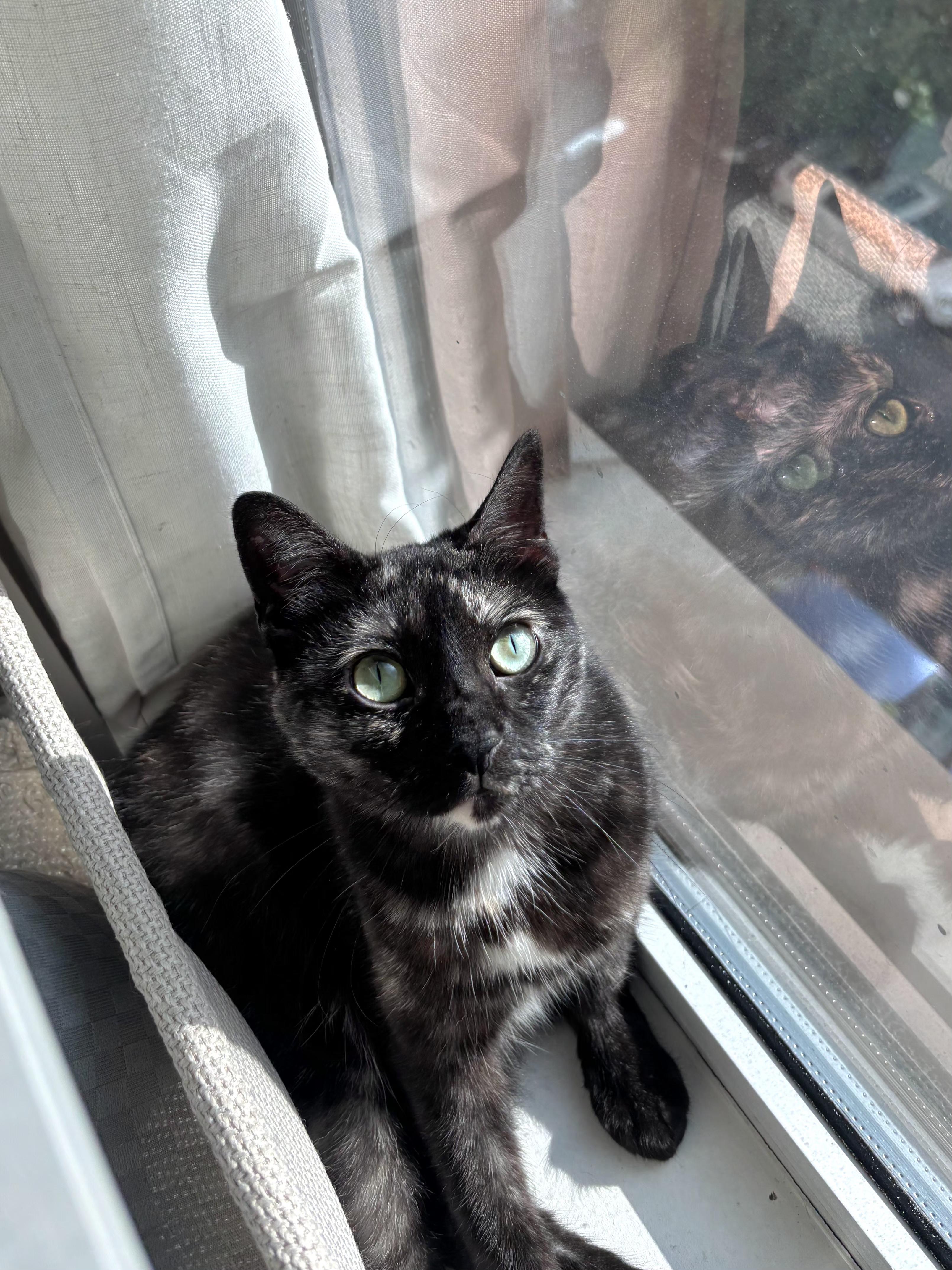 Corvette , a ADOPTABLE Domestic Short Hair in Brooklyn, NY image 2/4
