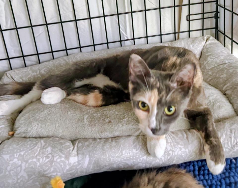 Enlarge Mindy and Murphy, a ADOPTABLE Calico in Atlanta, GA image 6/6