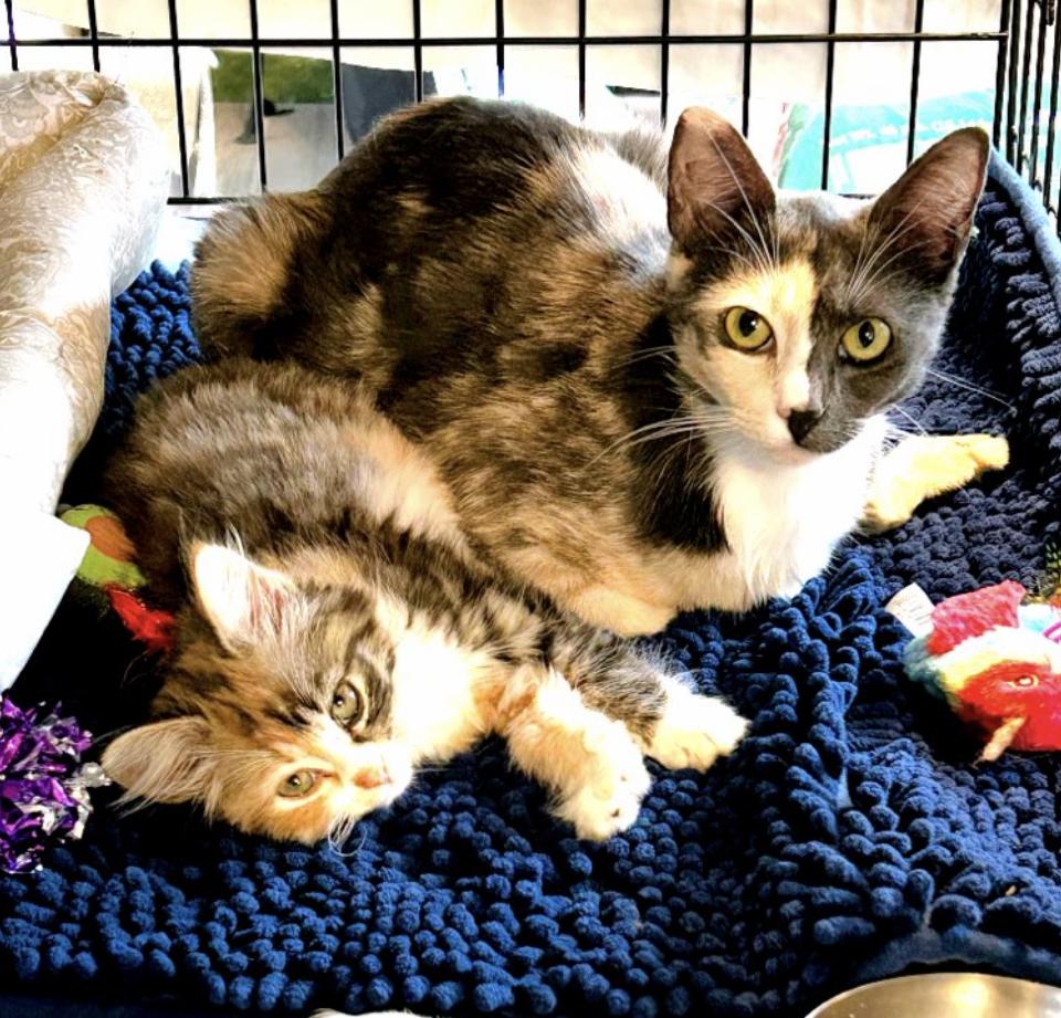 Mindy and Murphy, ADOPTABLE, Kitten Female Calico.