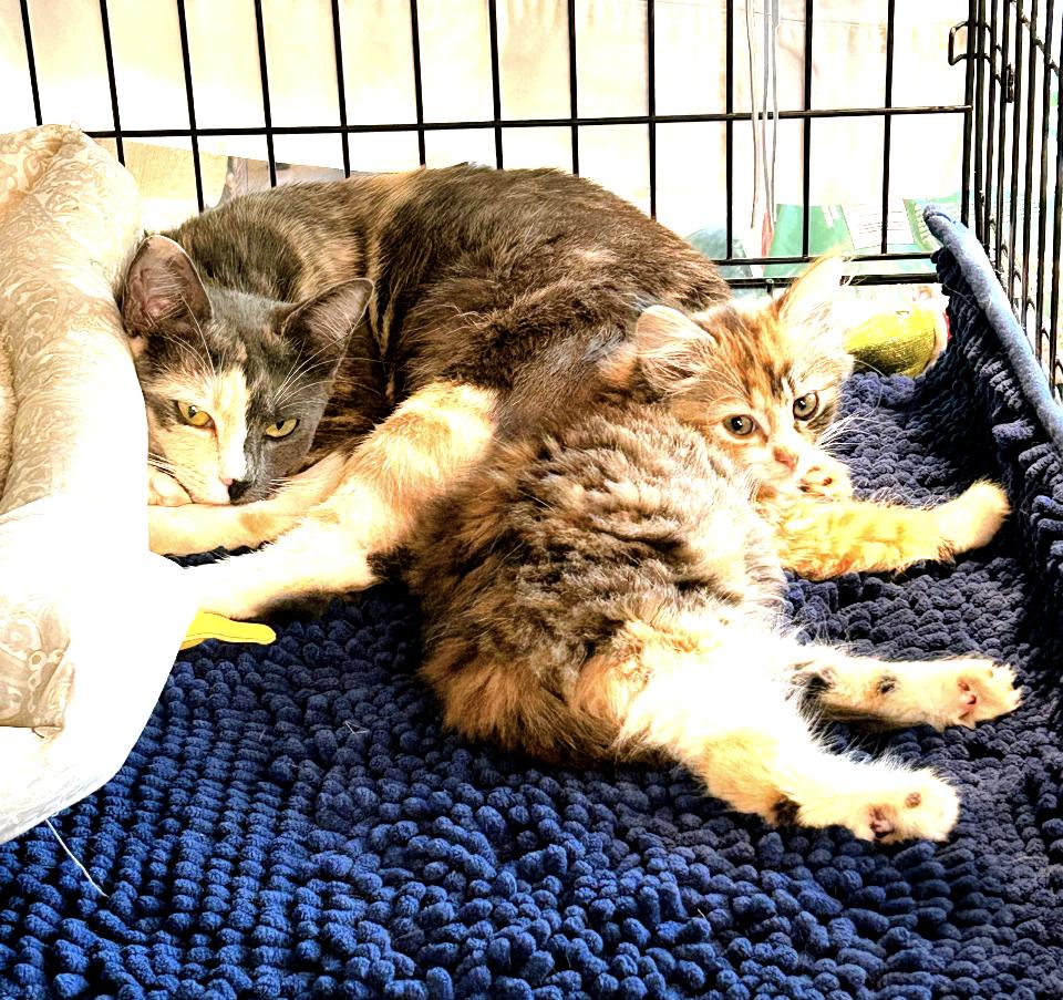 Enlarge Mindy and Murphy, a ADOPTABLE Calico in Atlanta, GA image 4/6