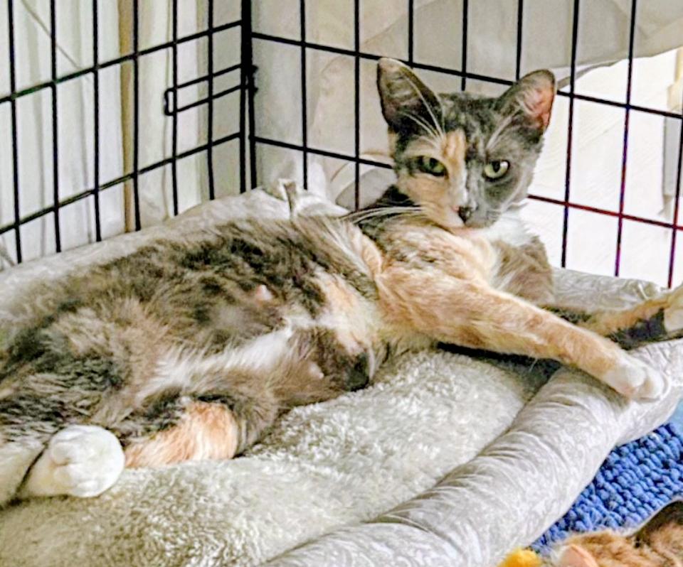Enlarge Mindy and Murphy, a ADOPTABLE Calico in Atlanta, GA image 3/6