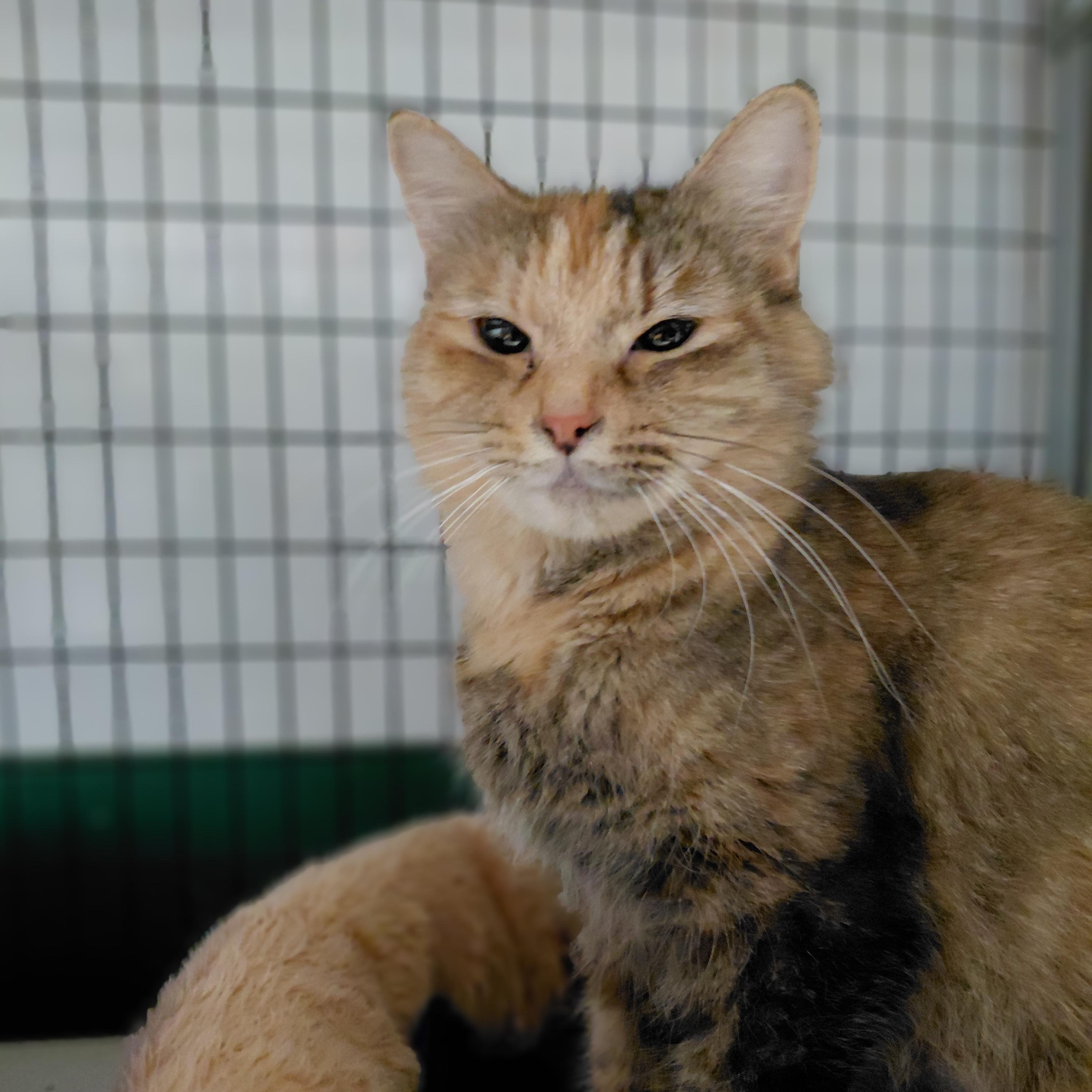 Enlarge Emilia, an adoptable Domestic Medium Hair in Littleton, NH image 2/2