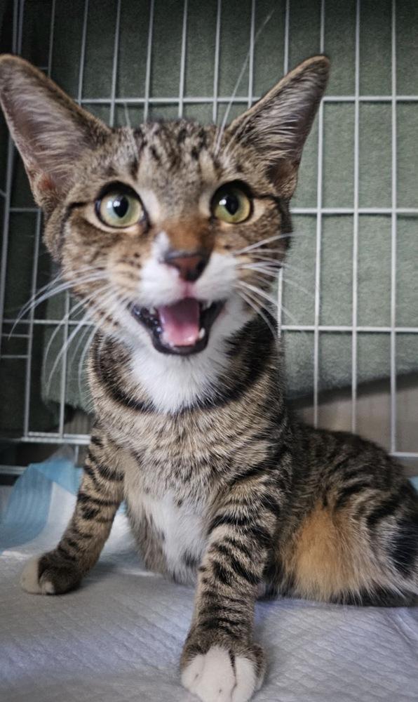 Kai, Adoptable, Kitten Male Domestic Short Hair.
