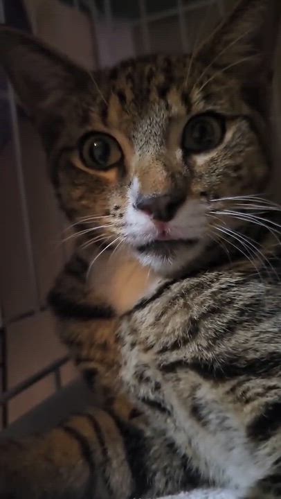Enlarge Kai, a Adoptable mixed breed in St. Petersburg, FL video 4/4