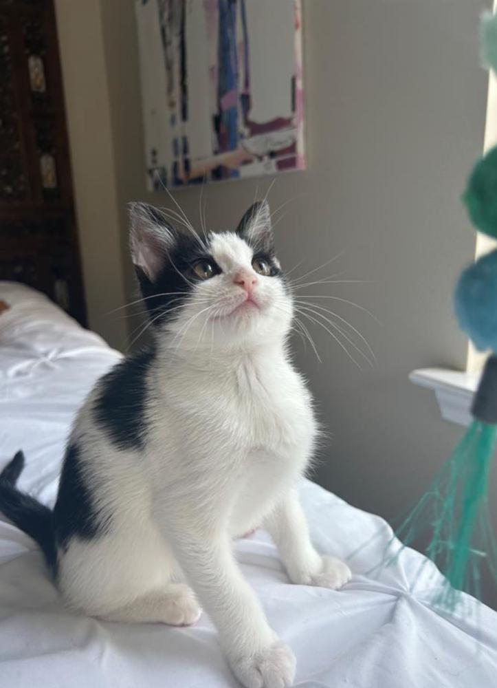 Clover, a Adoptable Domestic Short Hair in Salisbury, NC image 1/2