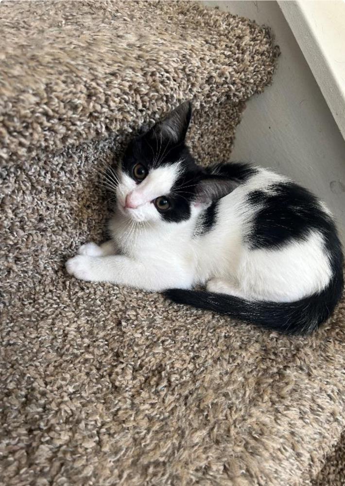 Clover, a Adoptable Domestic Short Hair in Salisbury, NC image 2/2