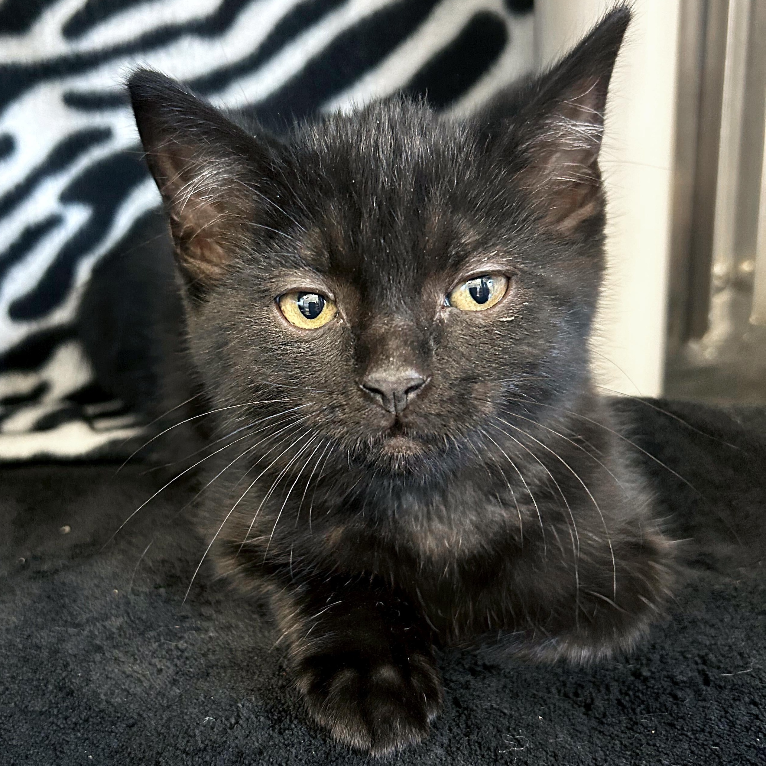 Ursula, an adopted Domestic Short Hair in Jefferson, WI image 2/2