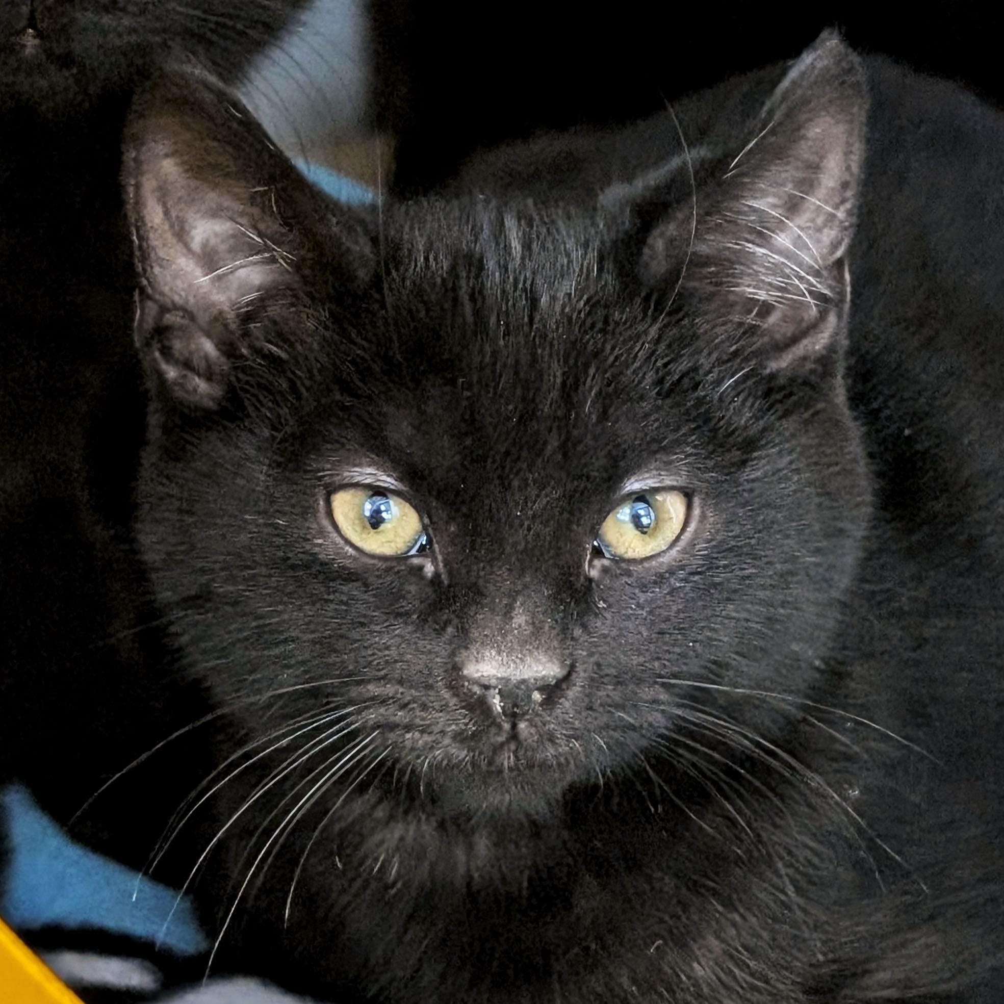 Ursula, Adoptable, Kitten Female Domestic Short Hair.