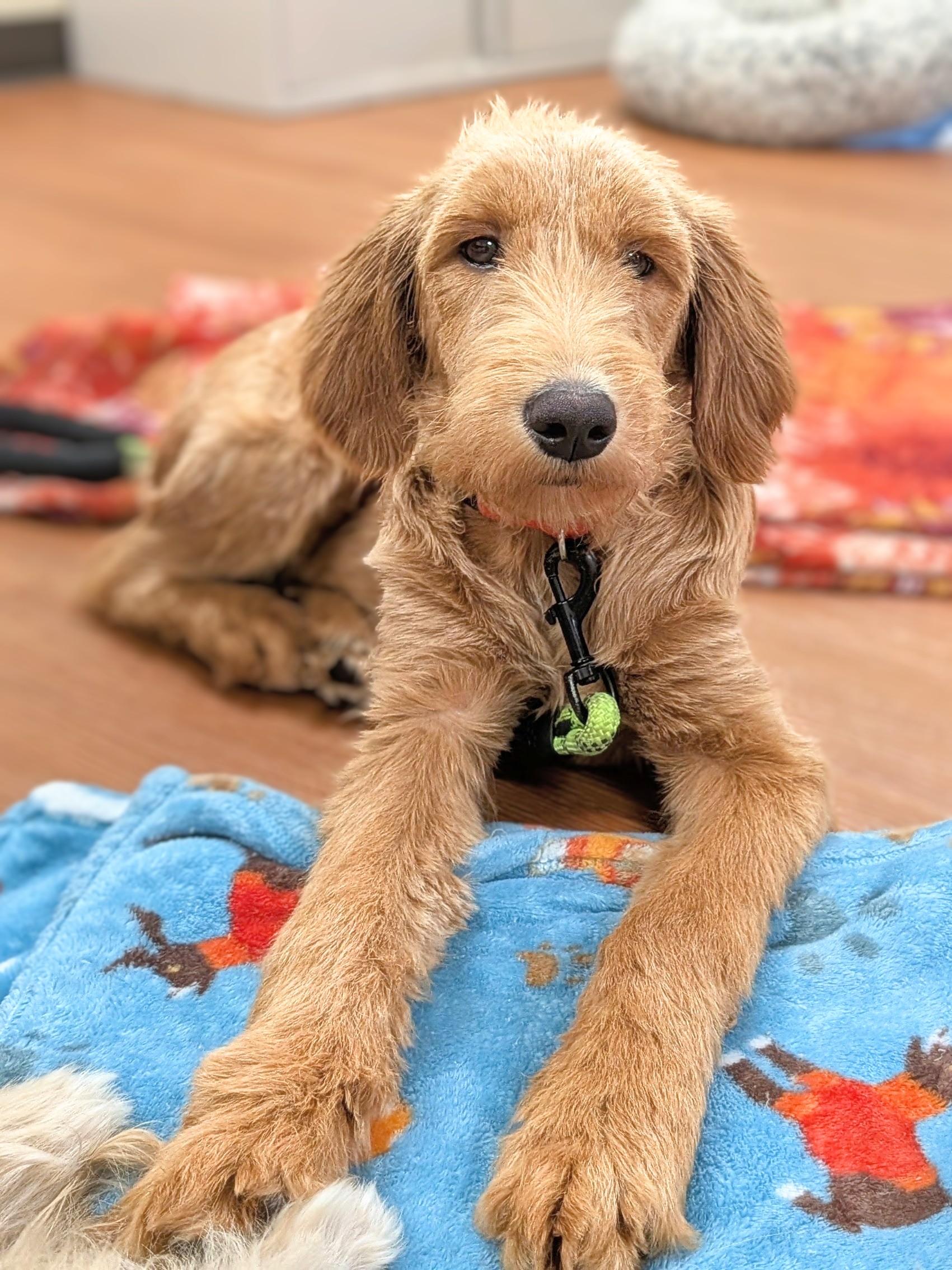 Rosilyn, Adopted, Young Female Goldendoodle.