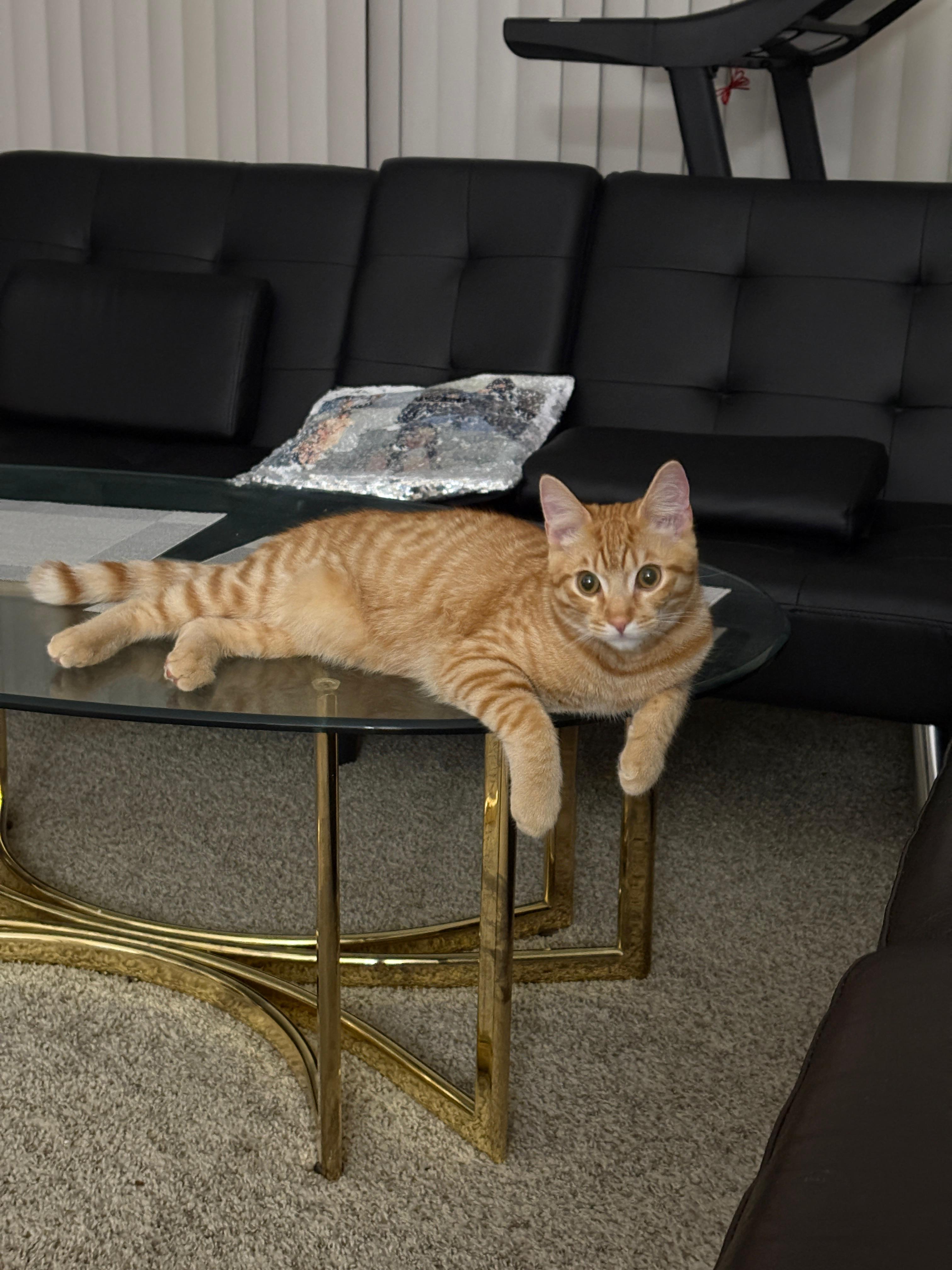 Enlarge Laddu, a ADOPTABLE mixed breed in San Jose, CA image 3/4