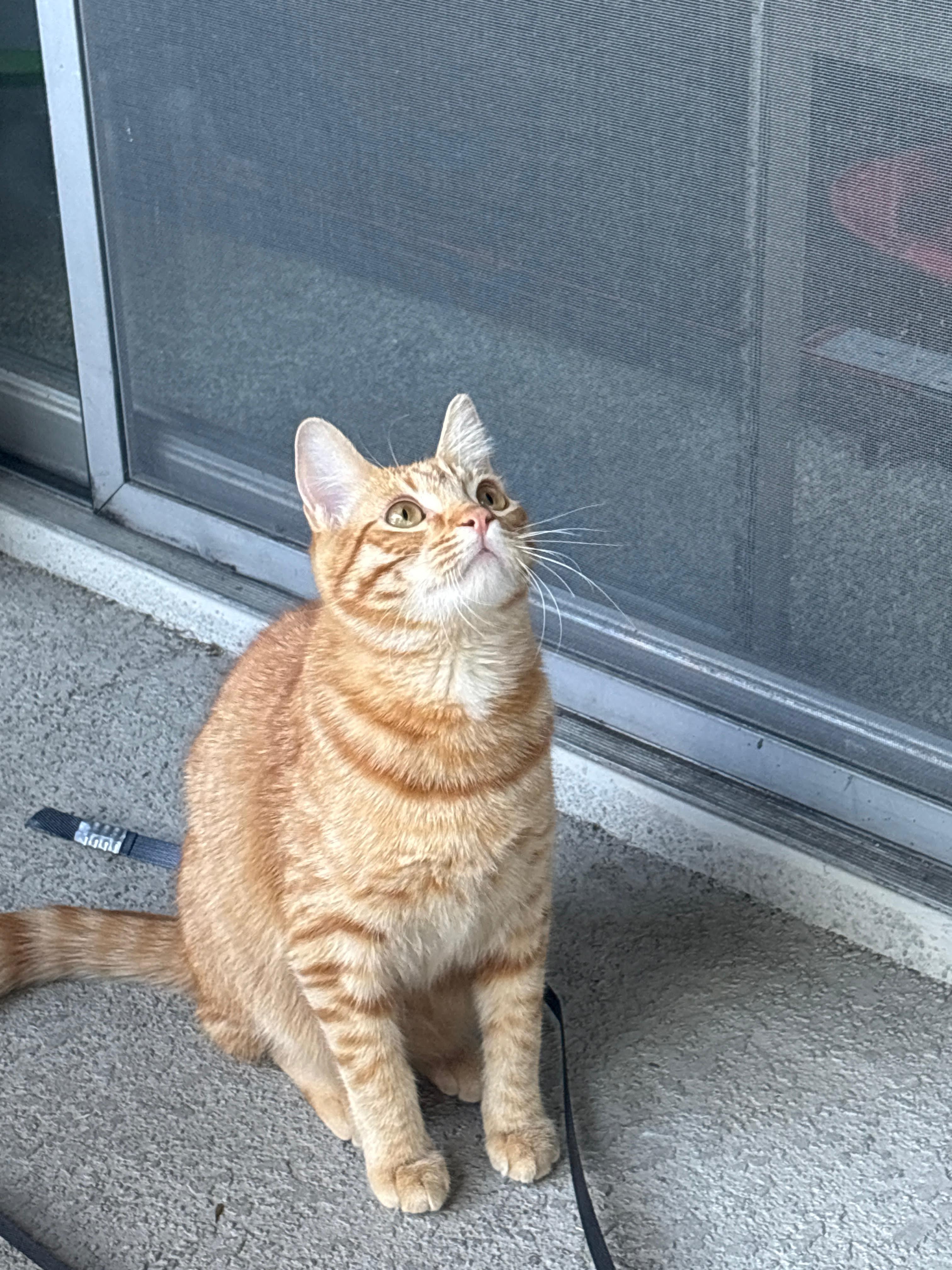 Enlarge Laddu, a ADOPTABLE mixed breed in San Jose, CA image 2/4