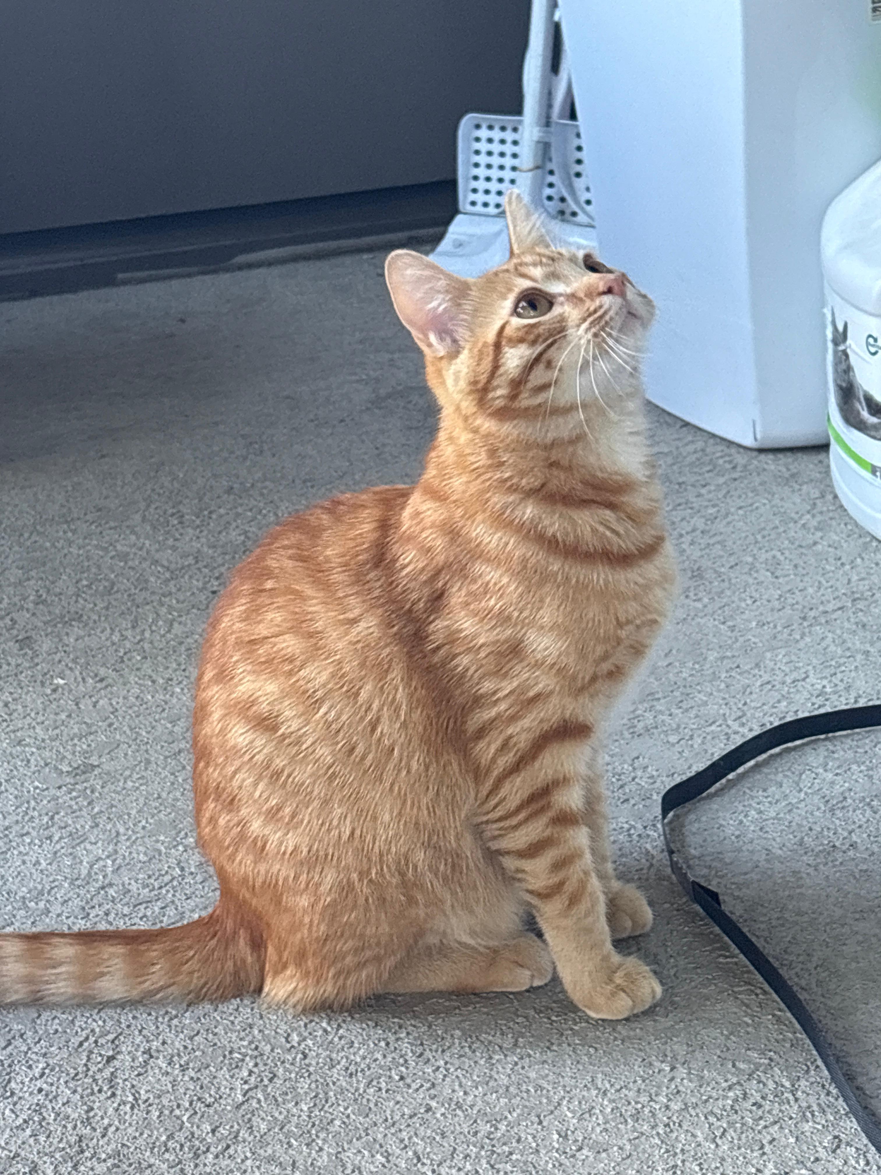 Enlarge Laddu, a ADOPTABLE mixed breed in San Jose, CA image 1/4