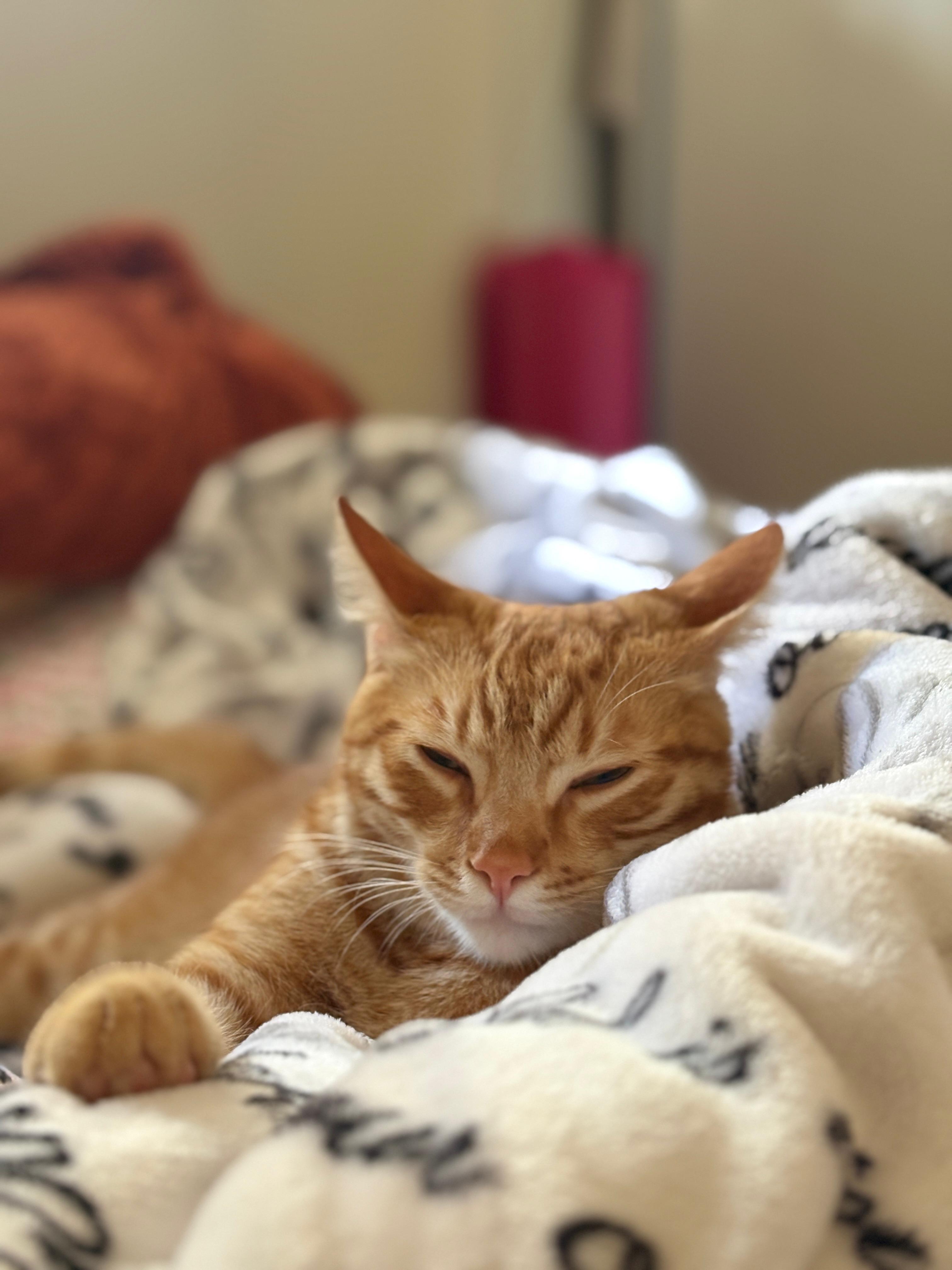 Enlarge Laddu, a ADOPTABLE mixed breed in San Jose, CA image 4/4