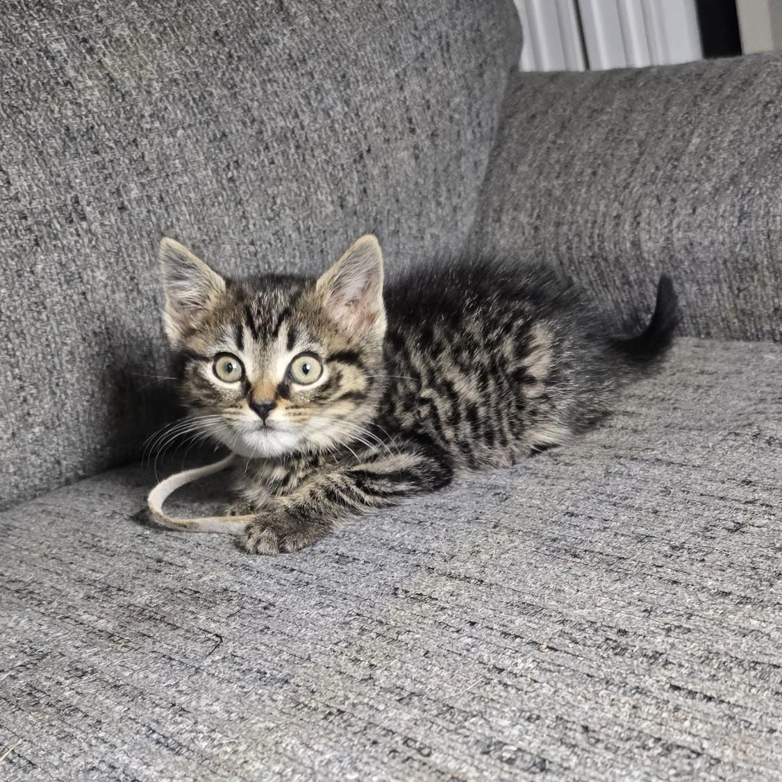 Turbo, ADOPTABLE, Kitten Male Domestic Short Hair & Tabby.