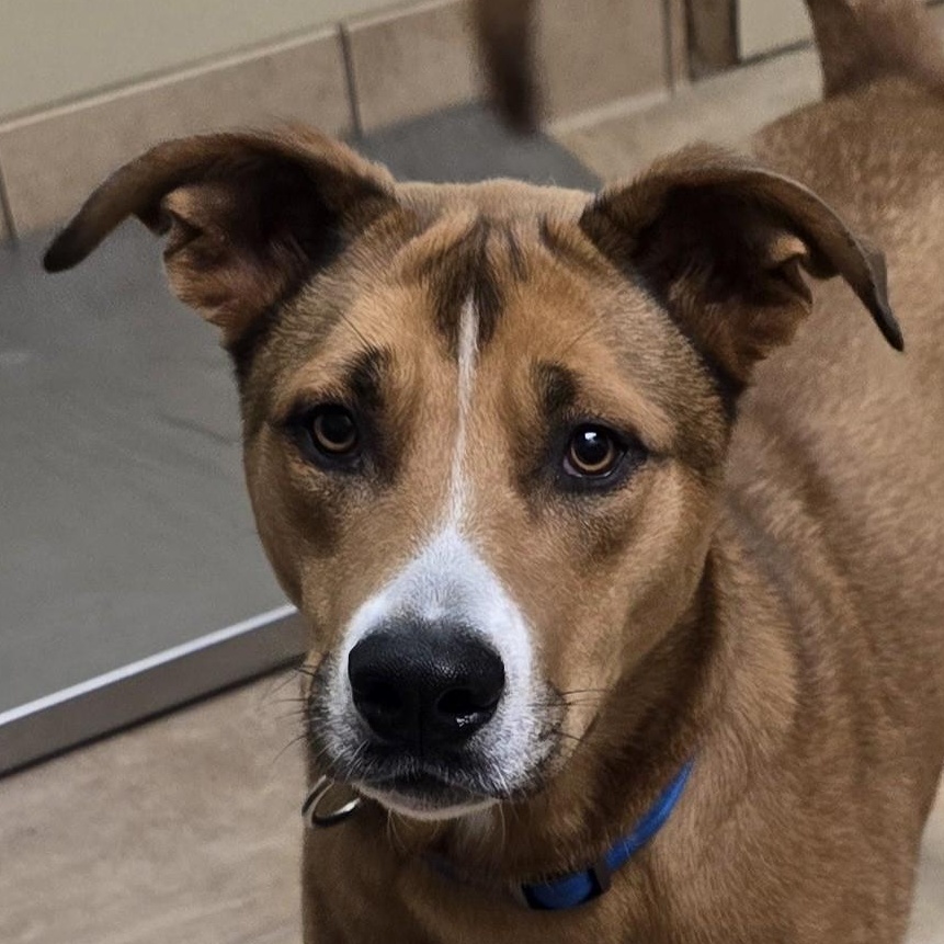 Enlarge Buck, a Adoptable mixed breed in Brainerd, MN image 1/2