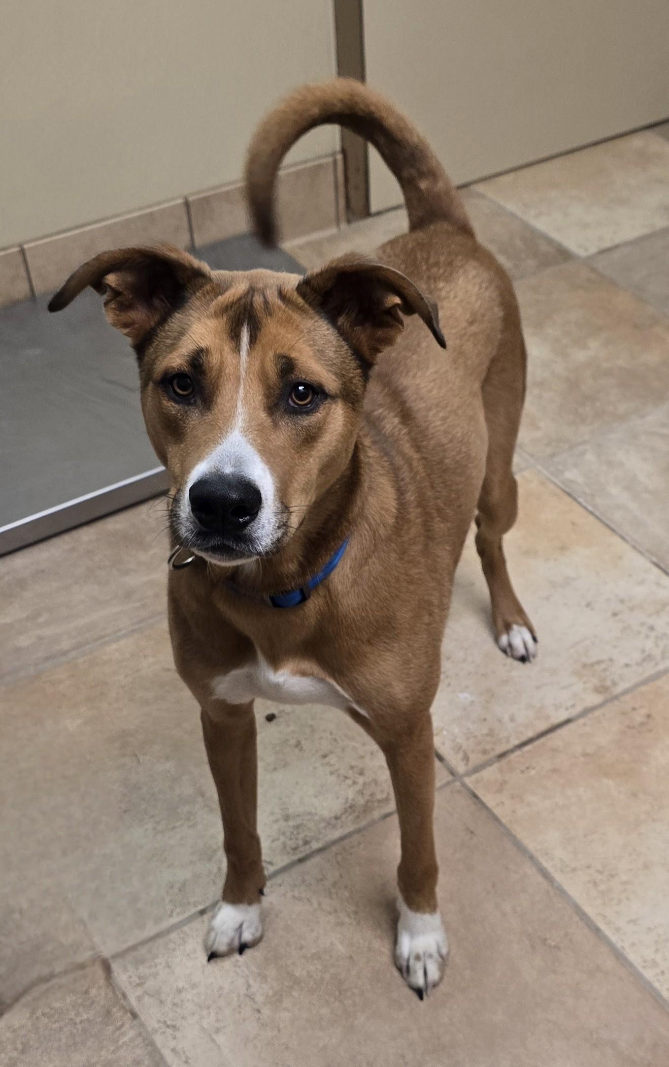 Enlarge Buck, a Adoptable mixed breed in Brainerd, MN image 2/2