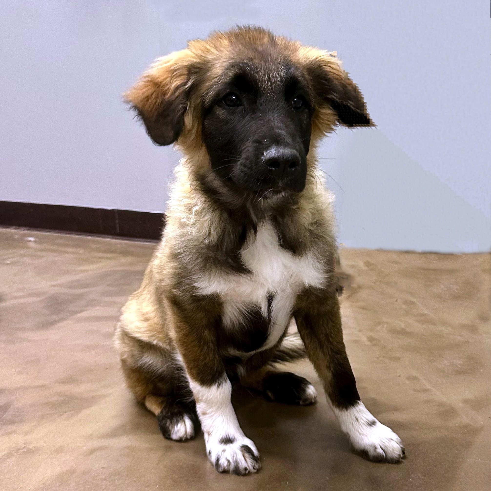 Charming , a ADOPTABLE mixed breed in High Ridge, MO image 2/4
