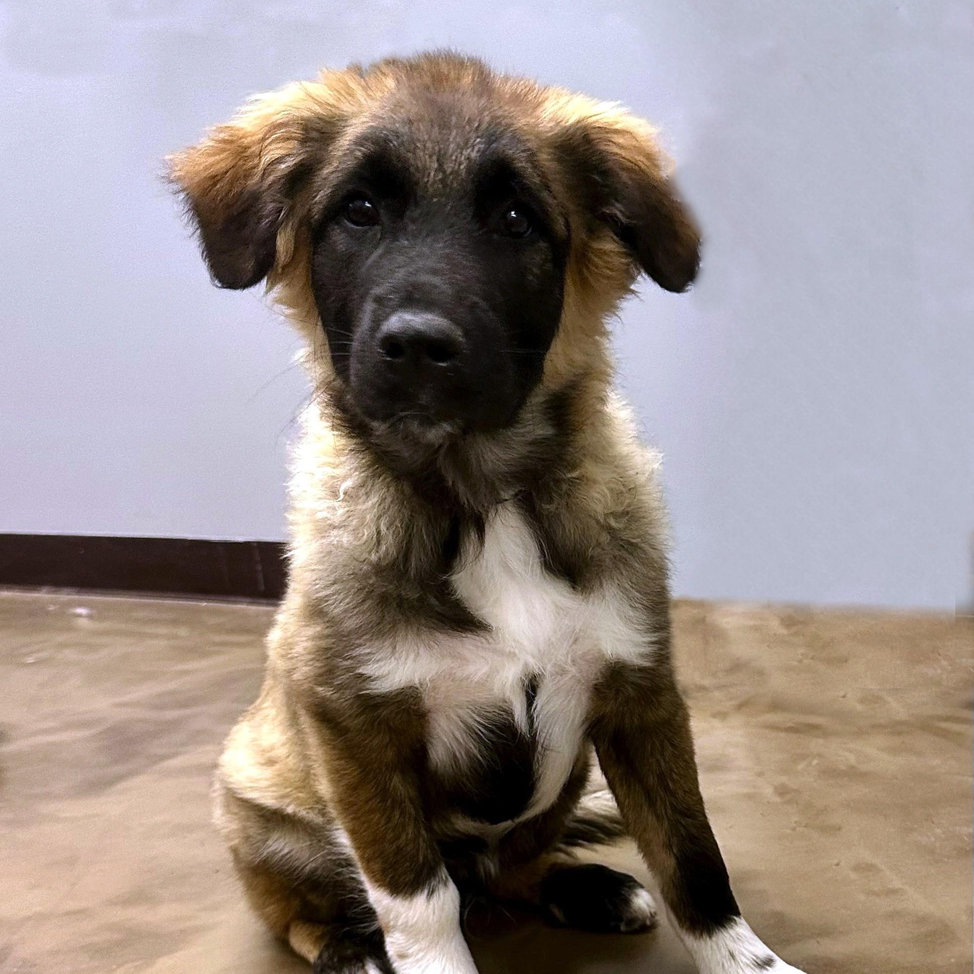 Charming , ADOPTABLE, Puppy Male Great Pyrenees & Australian Shepherd.