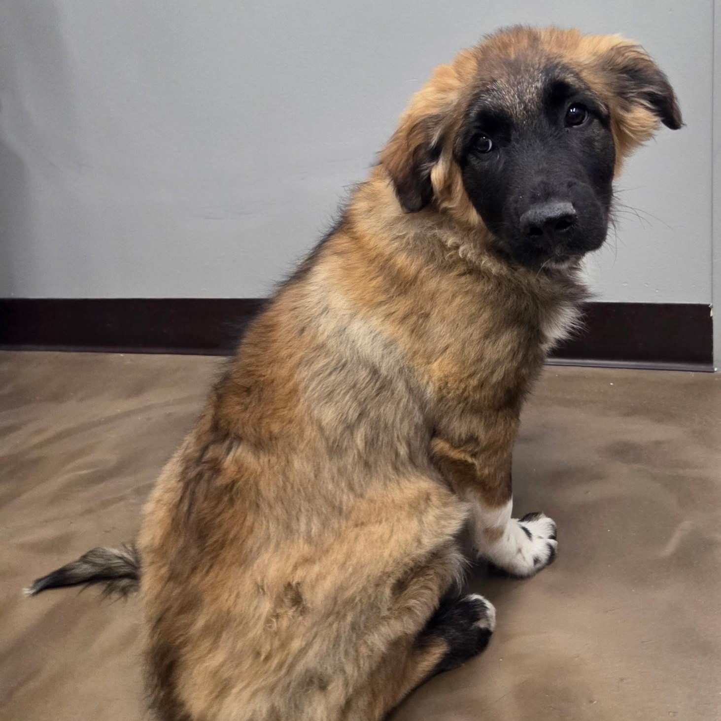 Charming , a ADOPTABLE mixed breed in High Ridge, MO image 3/4
