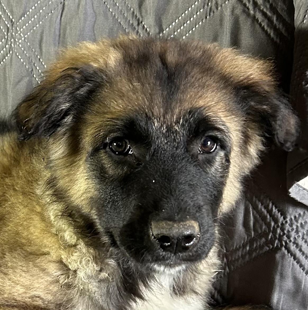 Charming , ADOPTABLE, Puppy Male Great Pyrenees & Australian Shepherd.