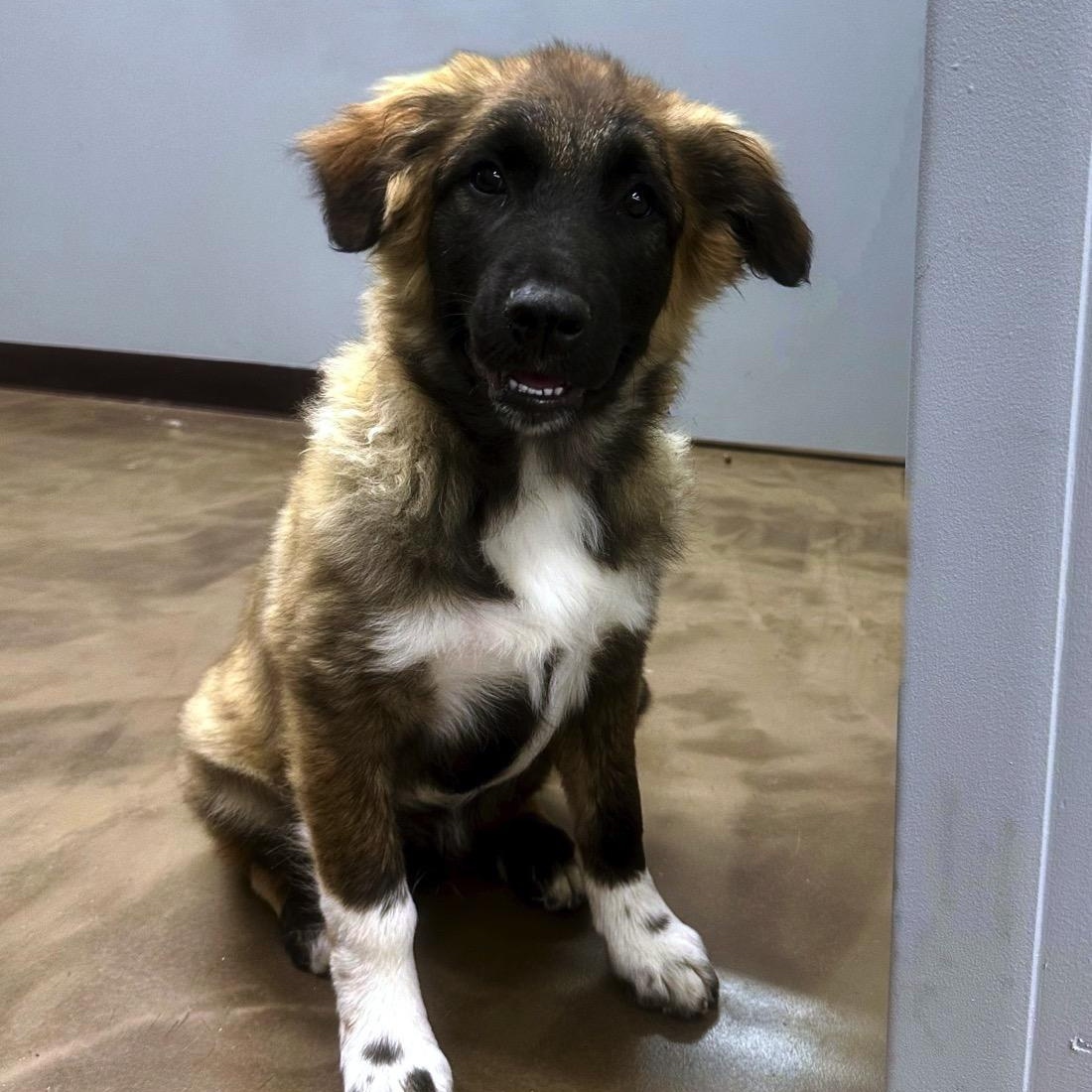 Charming , a ADOPTABLE mixed breed in High Ridge, MO image 4/4